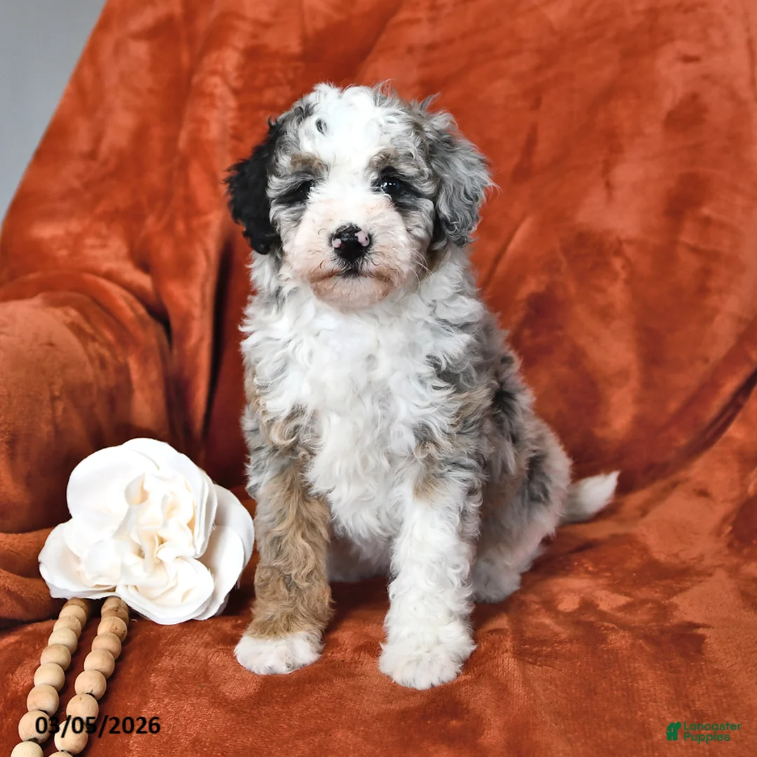 Mini Aussiedoodle dogs for sale: Star - Ad 2