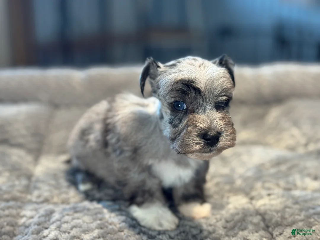 Miniature Schnauzer dogs for sale: Peep - Ad 1