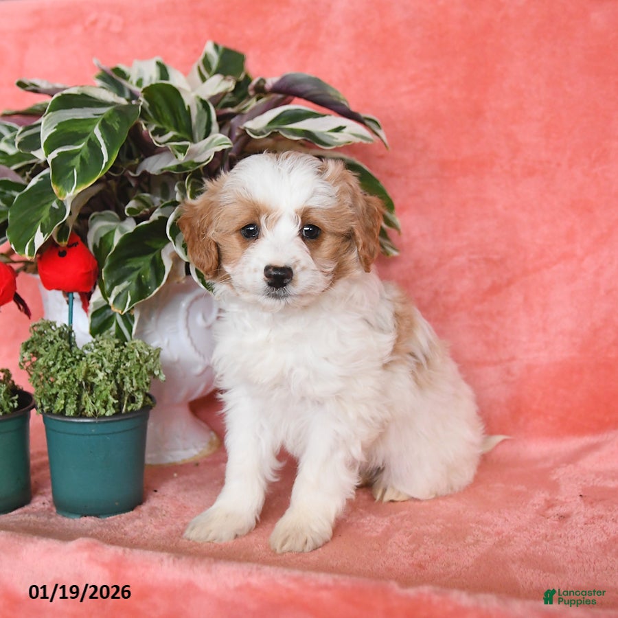 Mini Aussiedoodle dogs Clementine - Ad 4