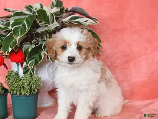 Mini Aussiedoodle dogs Clementine - Ad 15