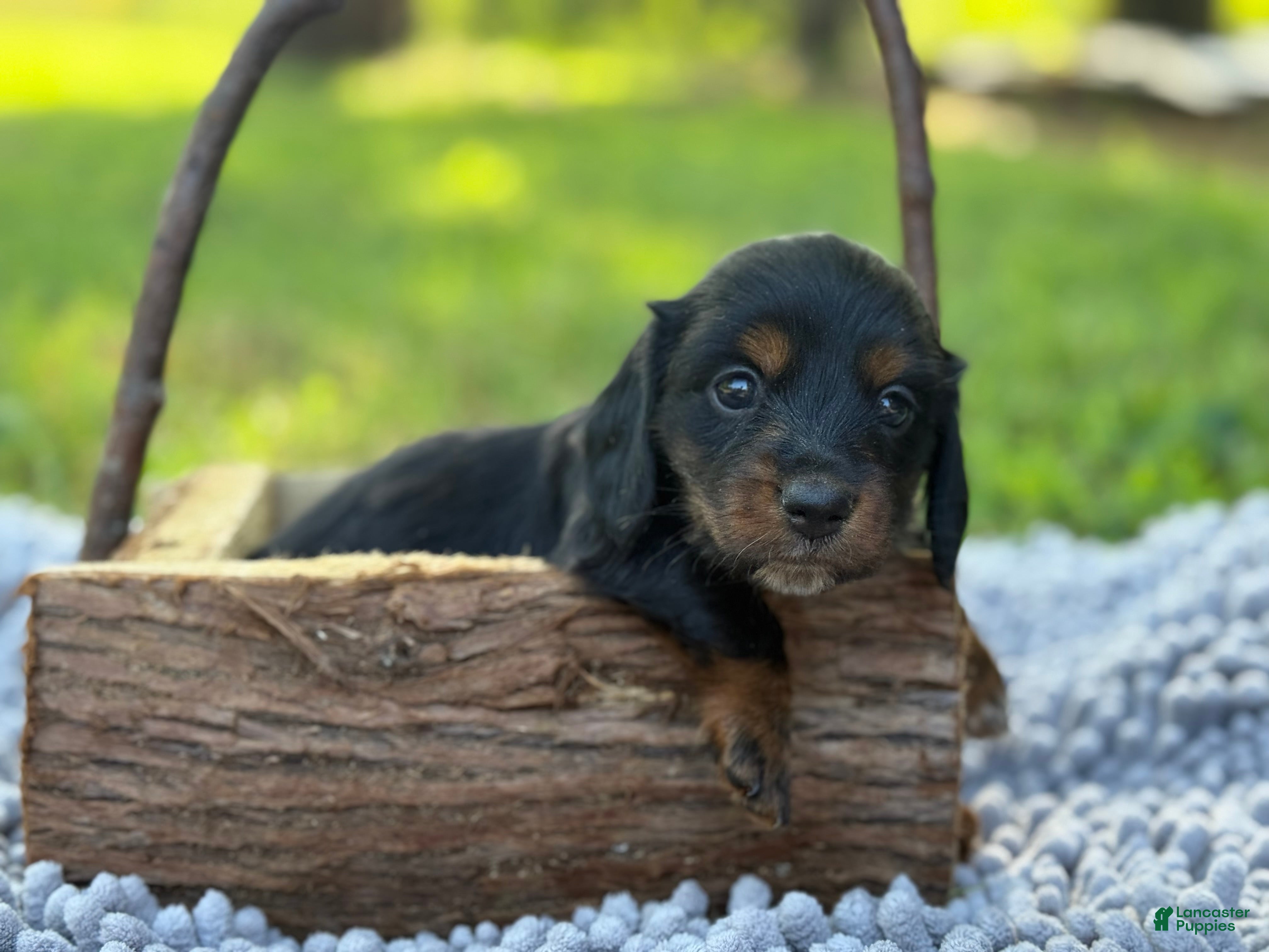 Miniature Dachshund dogs Black girl - Ad 19