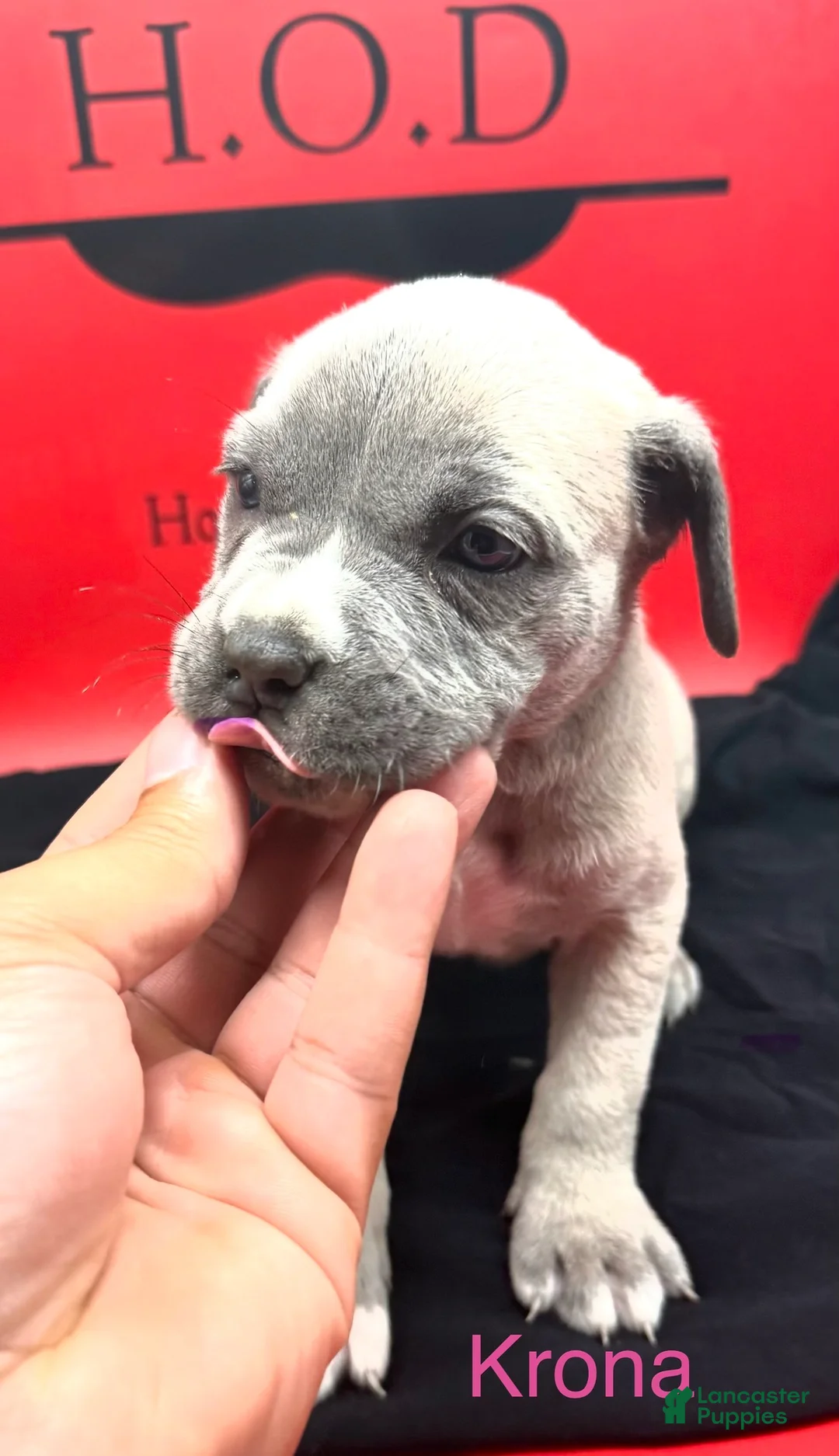 Cane Corso dogs for sale: Krona - Ad 1