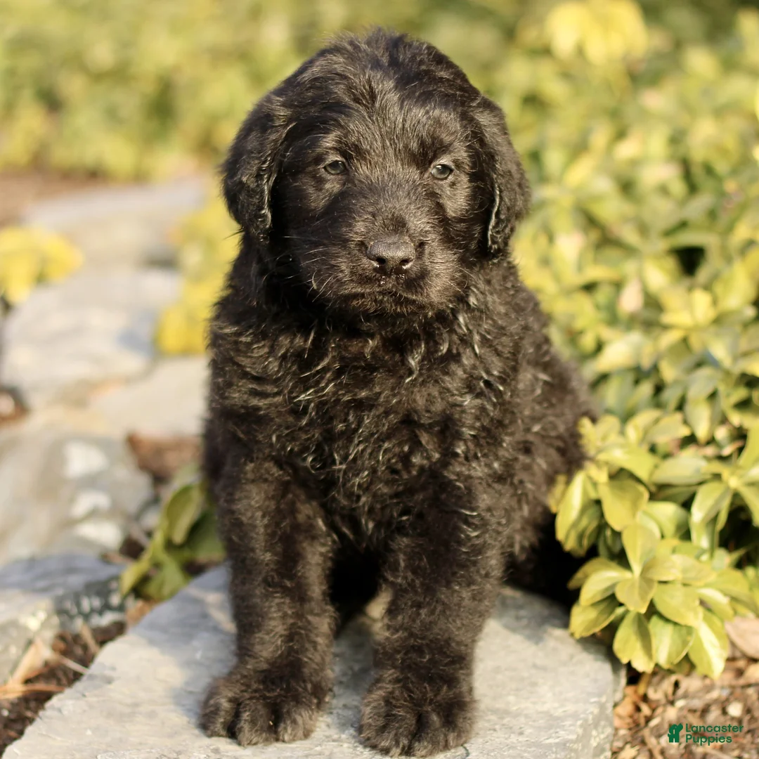 Labradoodle dogs for sale: Max  - Ad 1