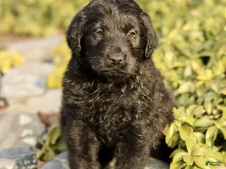 Labradoodle dogs Max - Ad 2