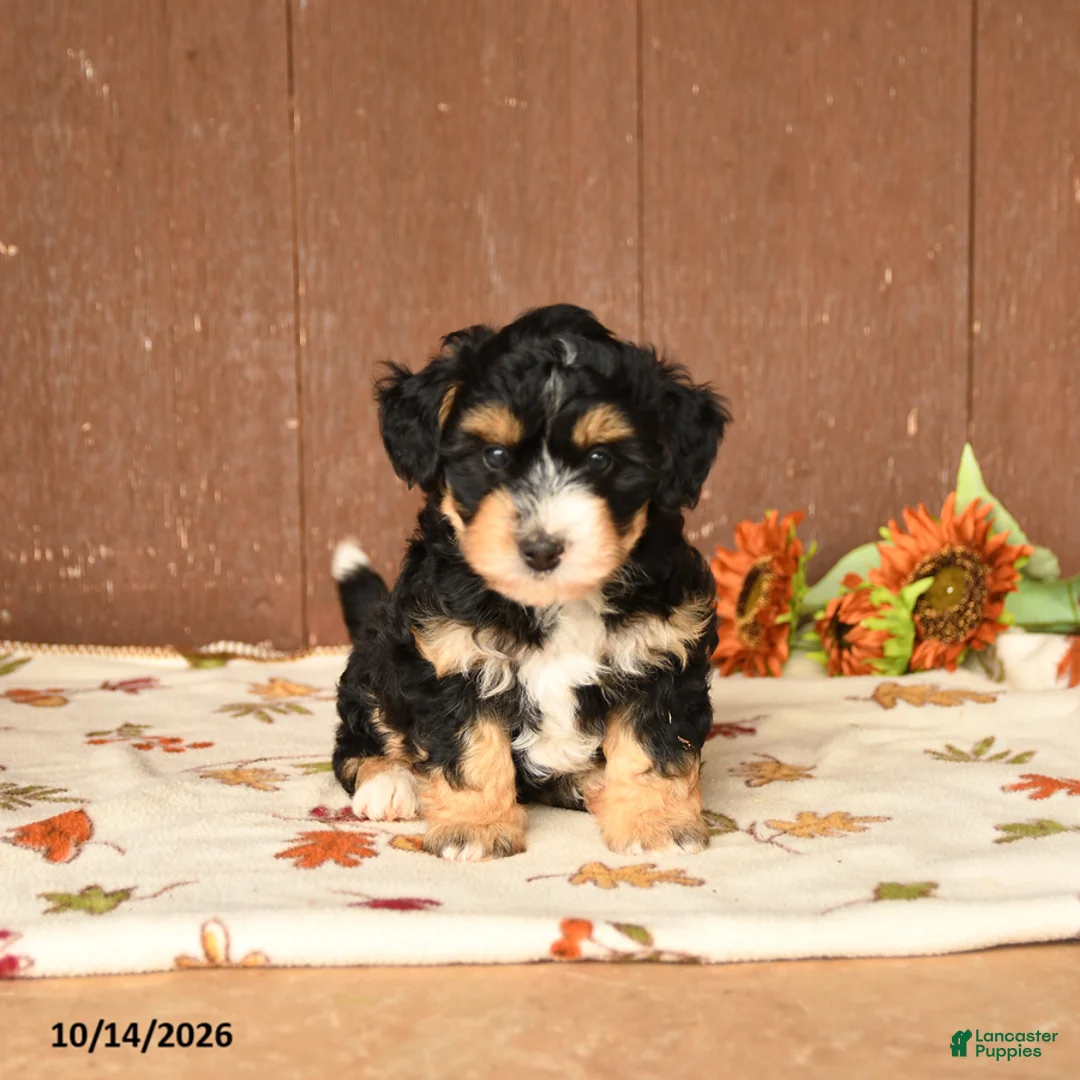 Mini Bernedoodle dogs for sale: Karl - Ad 5