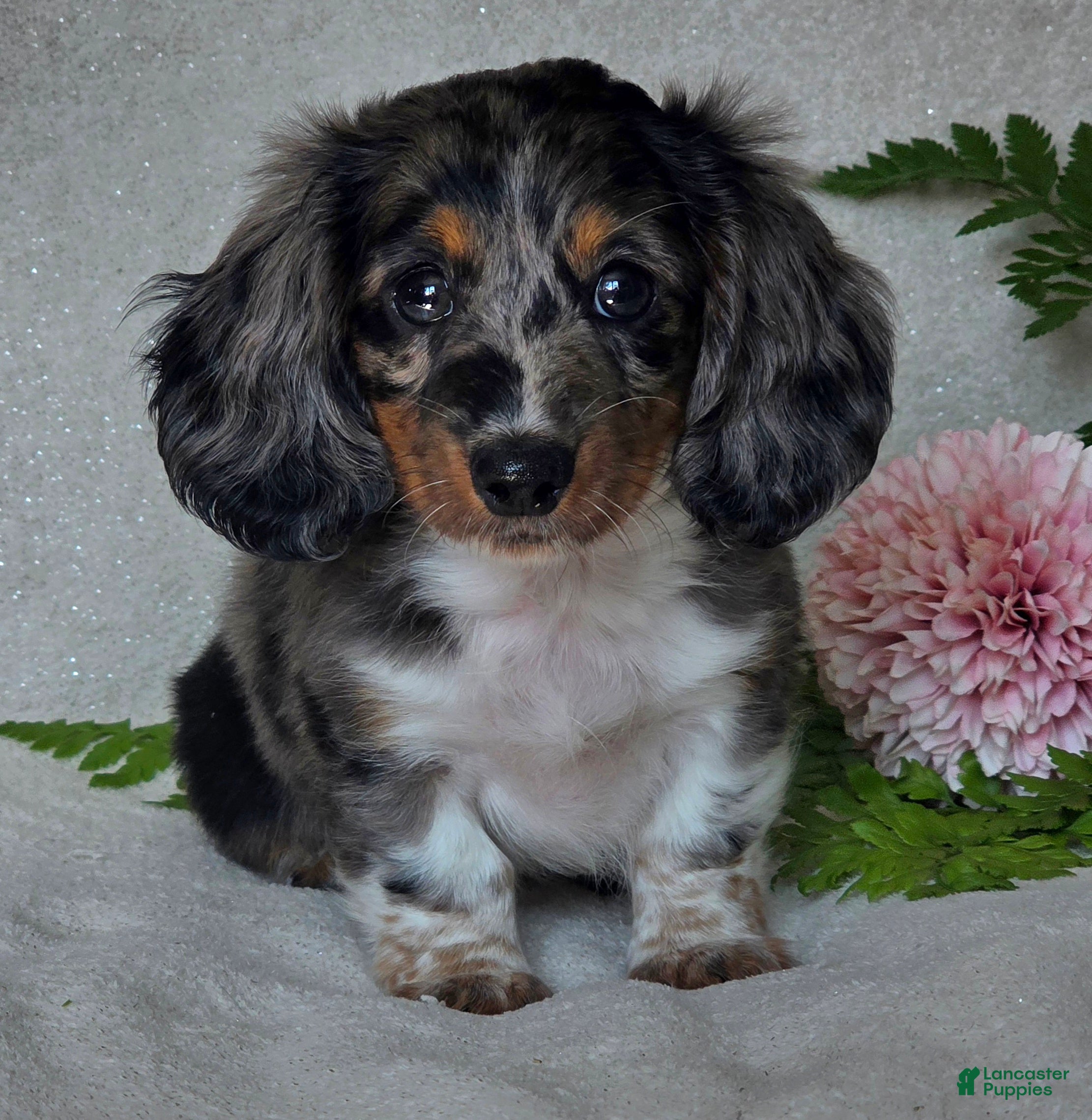 Miniature Dachshund dogs  Olaf - Ad 1