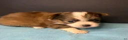 Chihuahua dogs for sale: Rocky - Ad 17