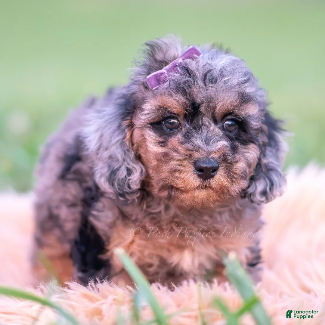Toy Poodle dogs for sale: Jellybean AKC - Ad 5