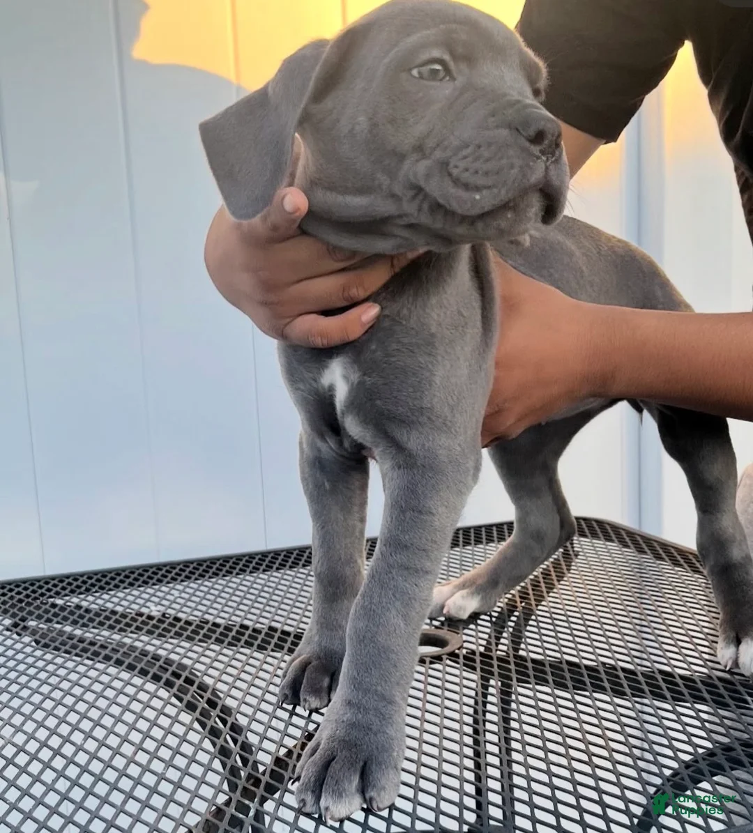 Cane Corso dogs for sale: Rose - Ad 2