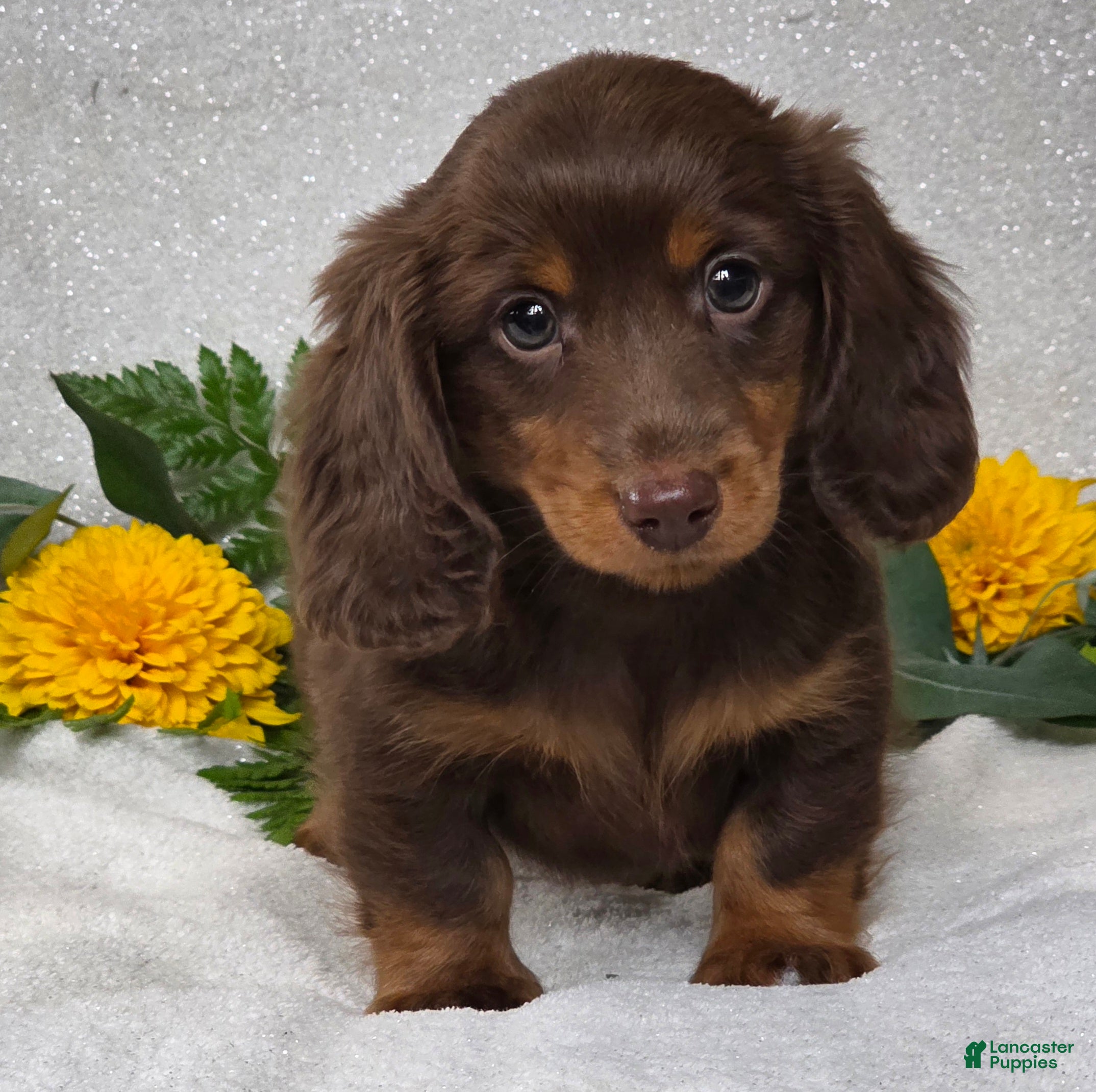 Miniature Dachshund dogs Joash - Ad 1