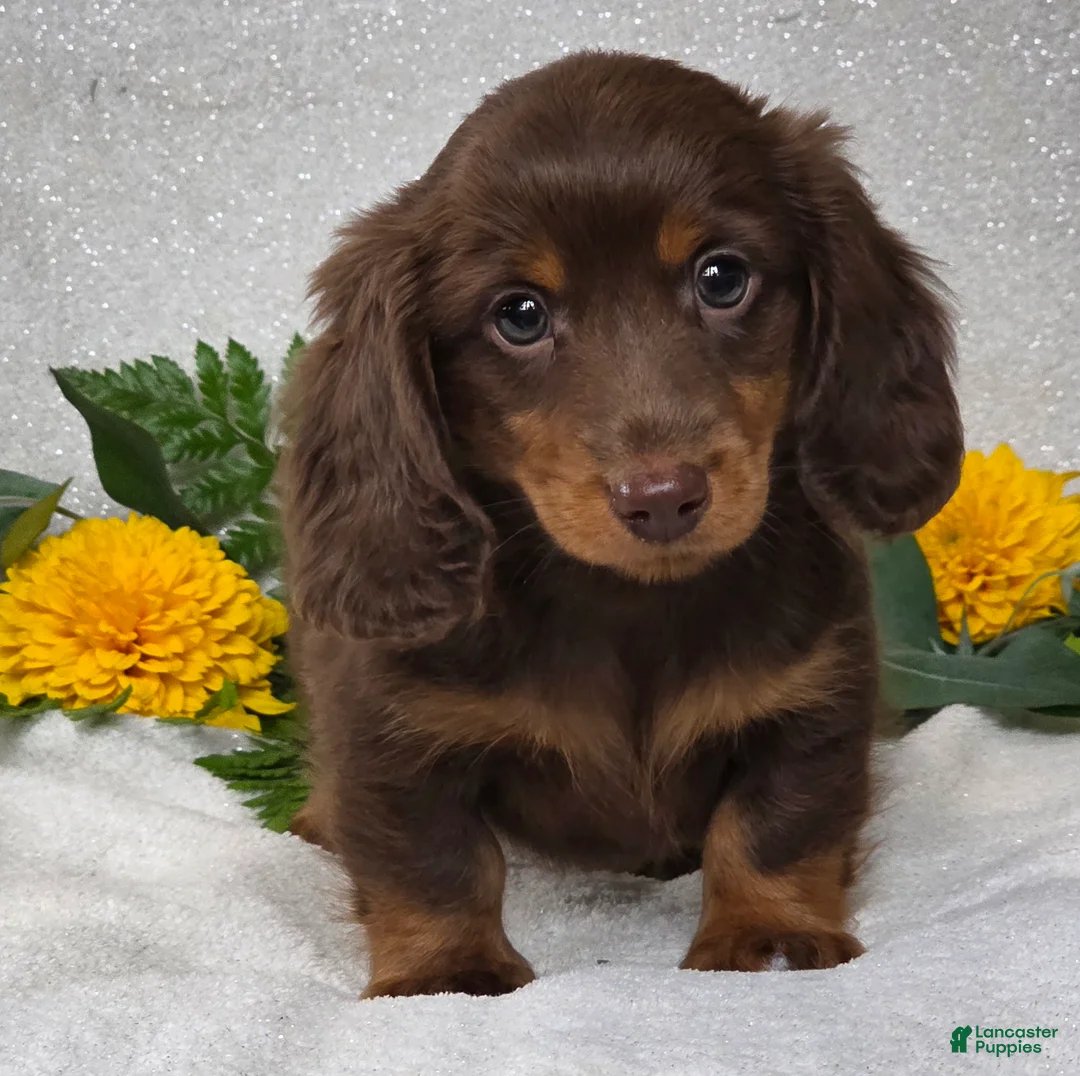 Miniature Dachshund dogs for sale: Joash - Ad 1