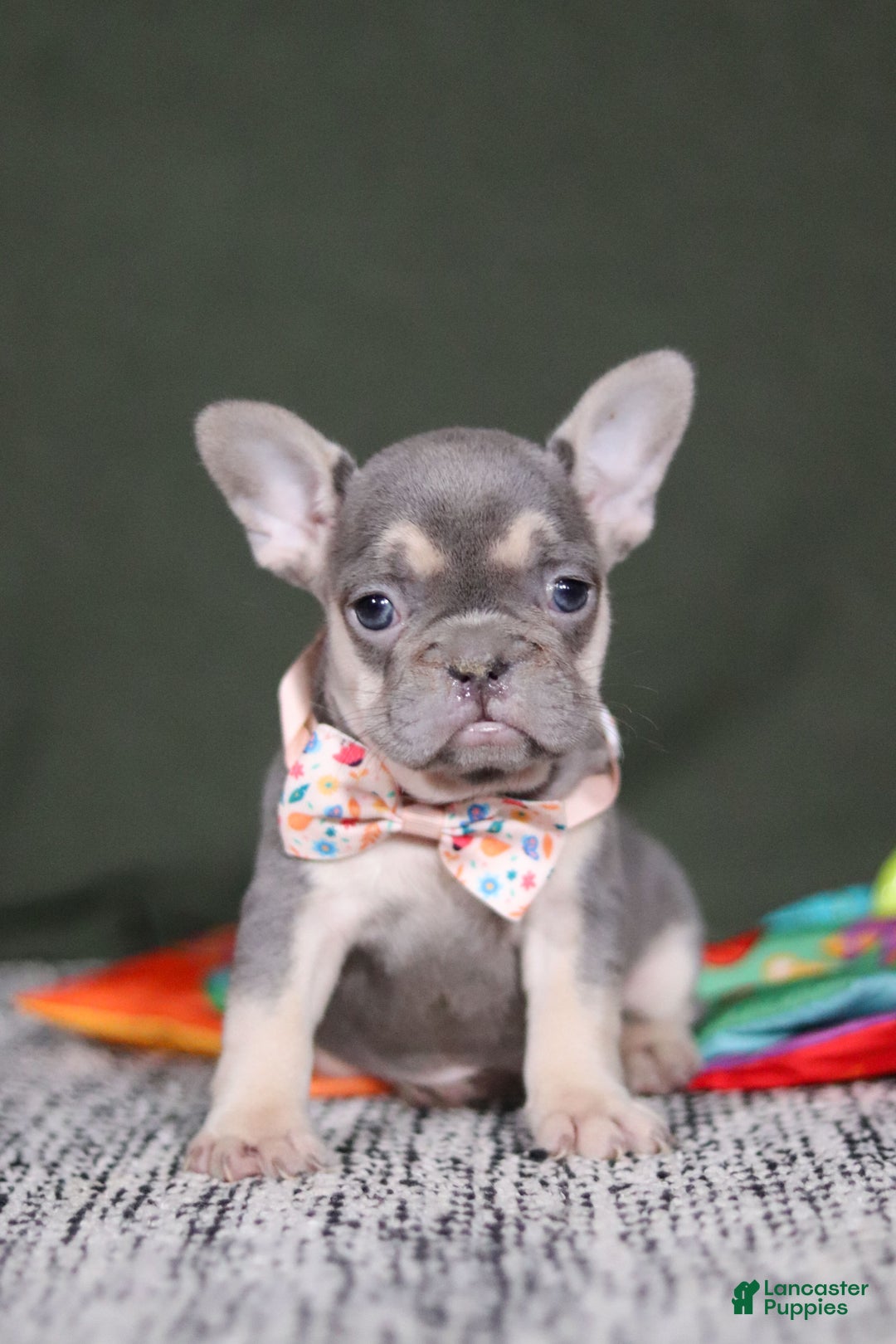 French Bulldog dogs for sale: Cora - Ad 9