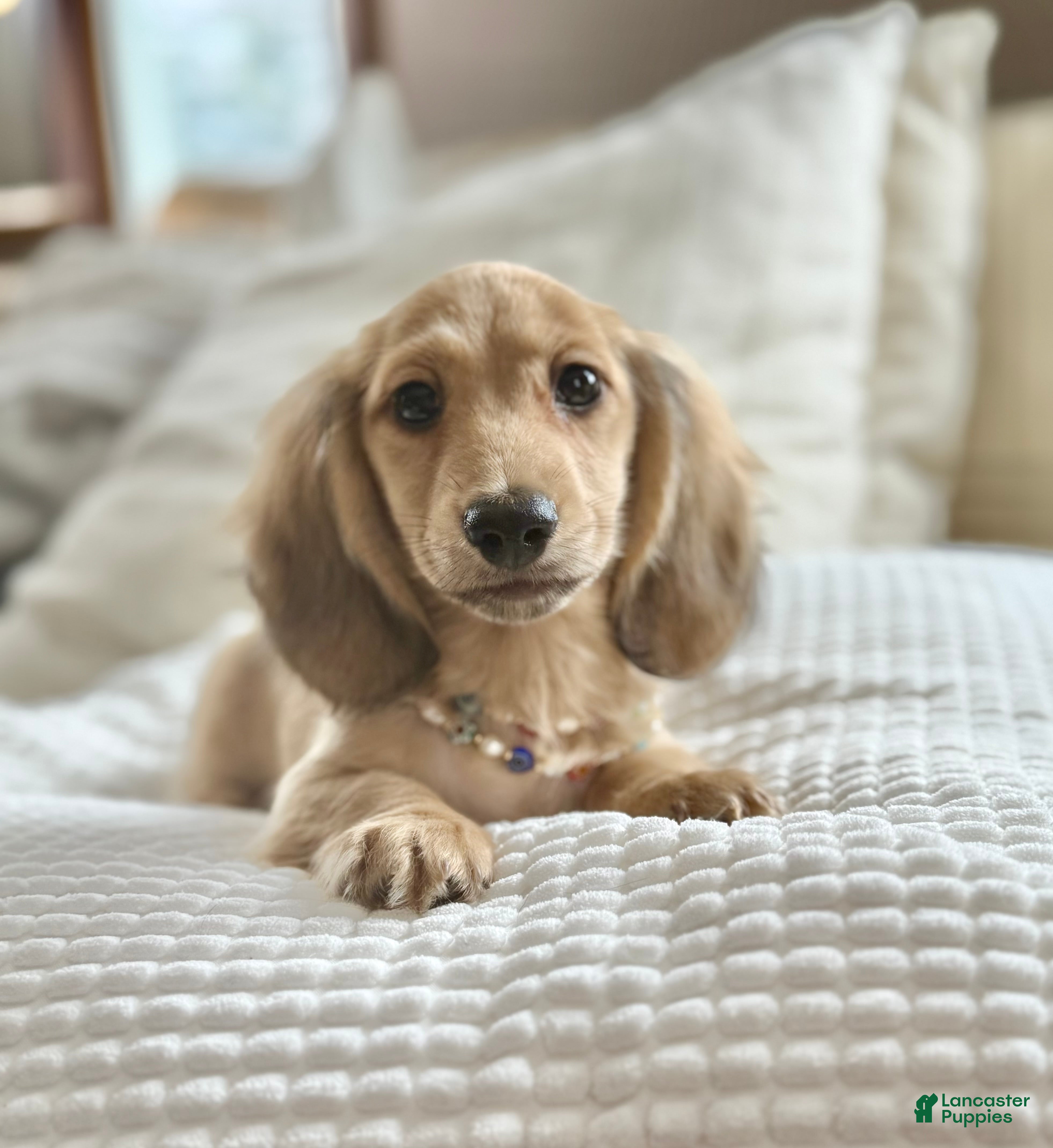 Miniature Dachshund dogs Trumpet - Ad 2