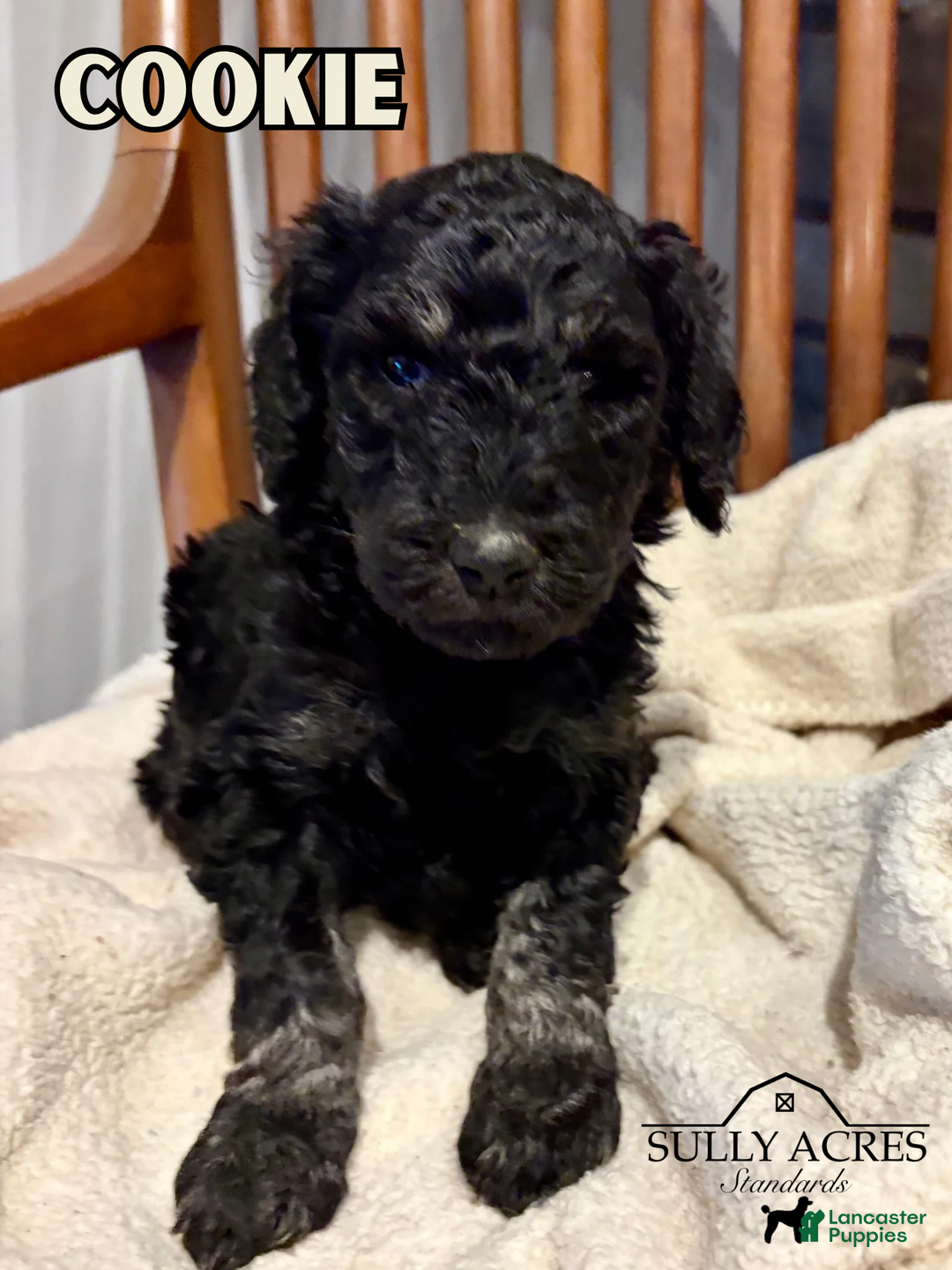 Standard Poodle dogs for sale: Cookie - Ad 3