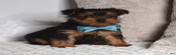 Yorkshire Terrier dogs for sale: Dash - Ad 3