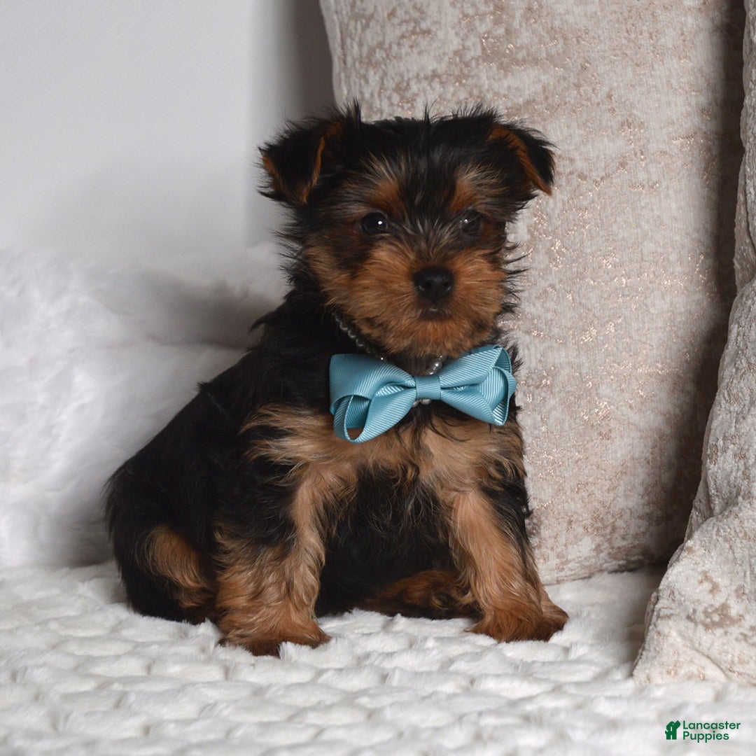 Yorkshire Terrier dogs for sale: Dash - Ad 3