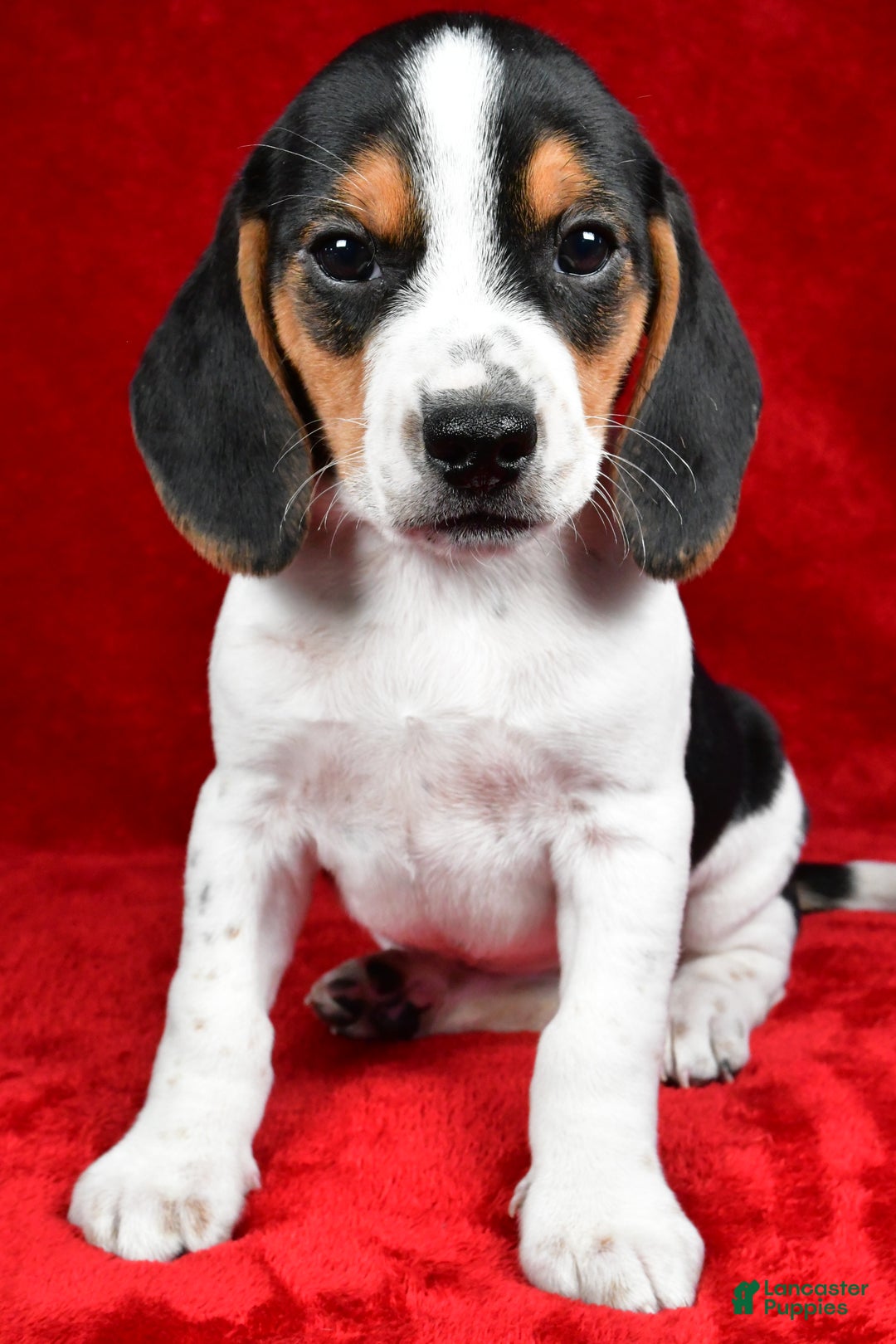 Beagle dogs for sale: Allen - Ad 4