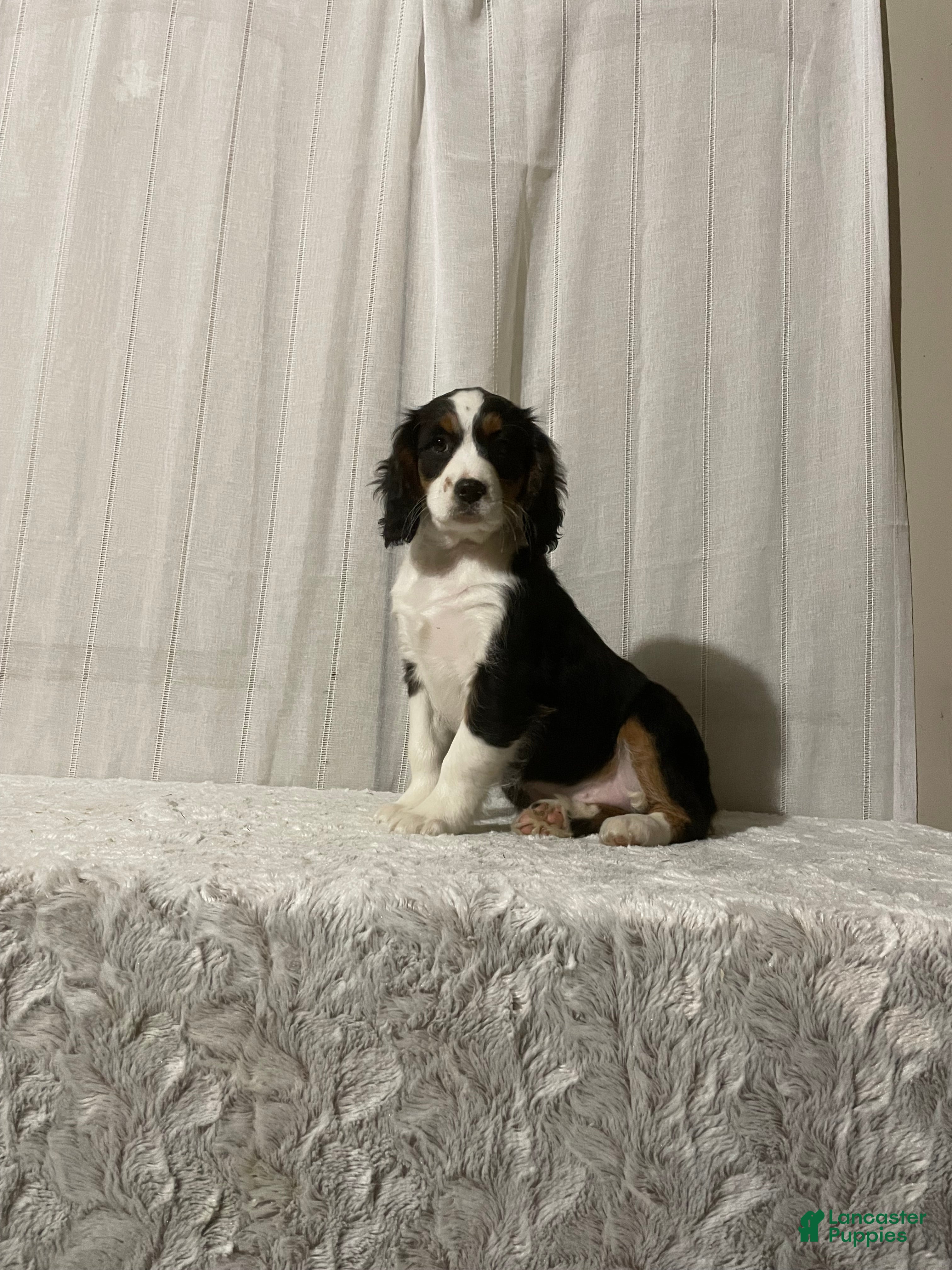 Miniature Bernese Mountain Dog dogs Violet - Ad 1