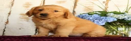 Golden Retriever dogs for sale: Sasha - Ad 4