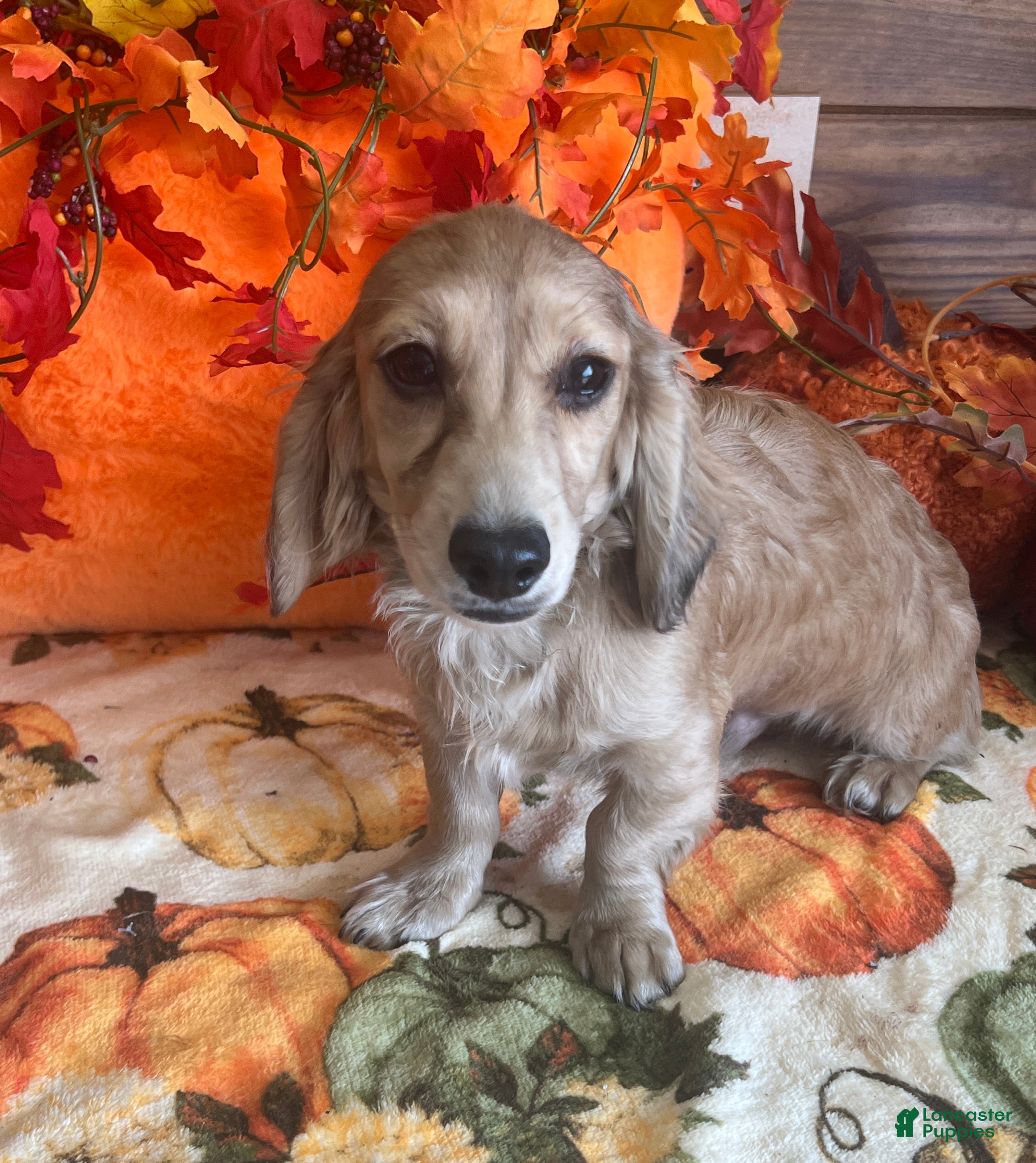 Dachshund dogs Daniel - Ad 31