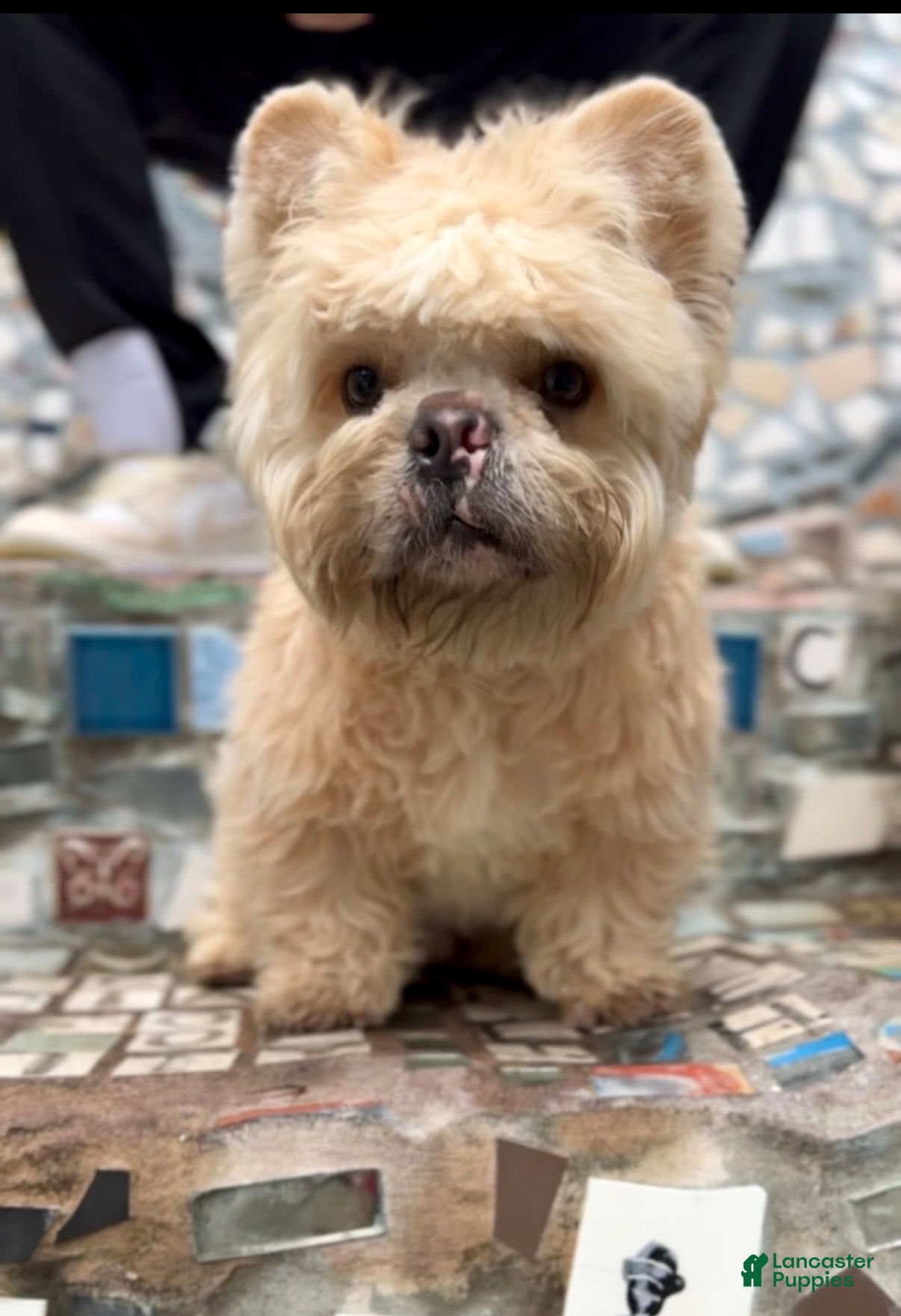 French Bulldog dogs Gemini Bear - Ad 2
