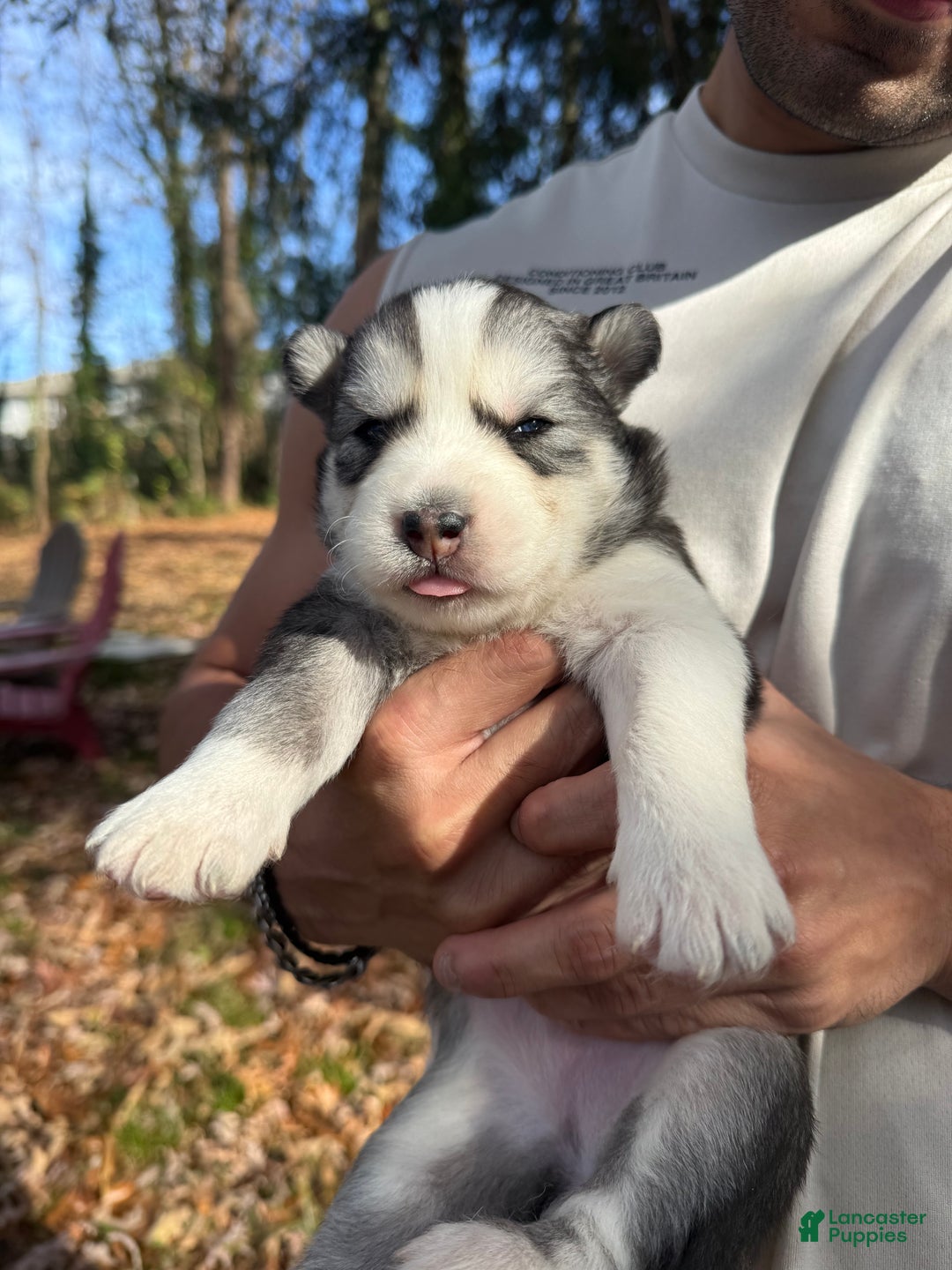Siberian Husky dogs for sale: Blanquita - Ad 3