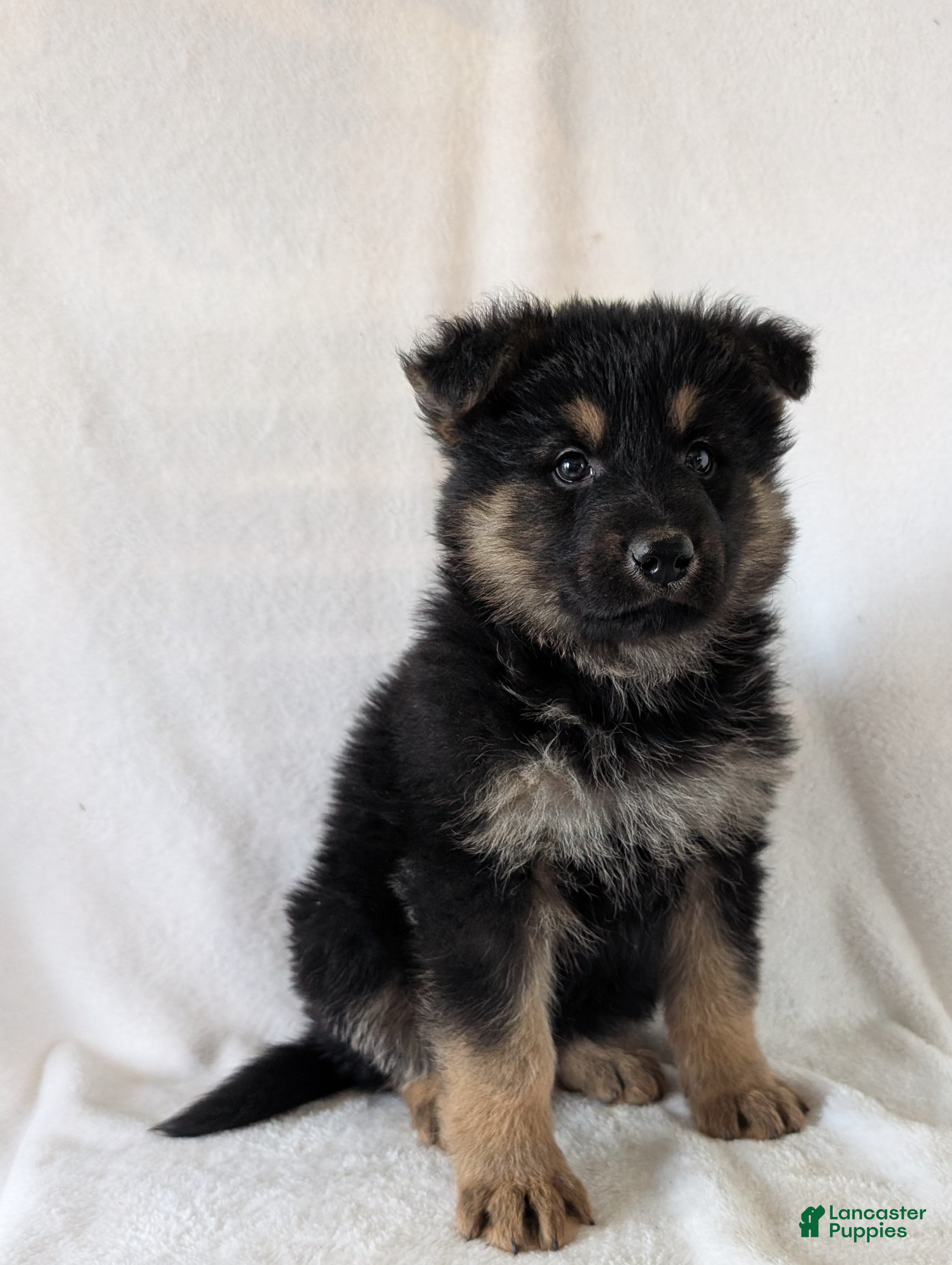 German Shepherd dogs Bella  - Ad 1