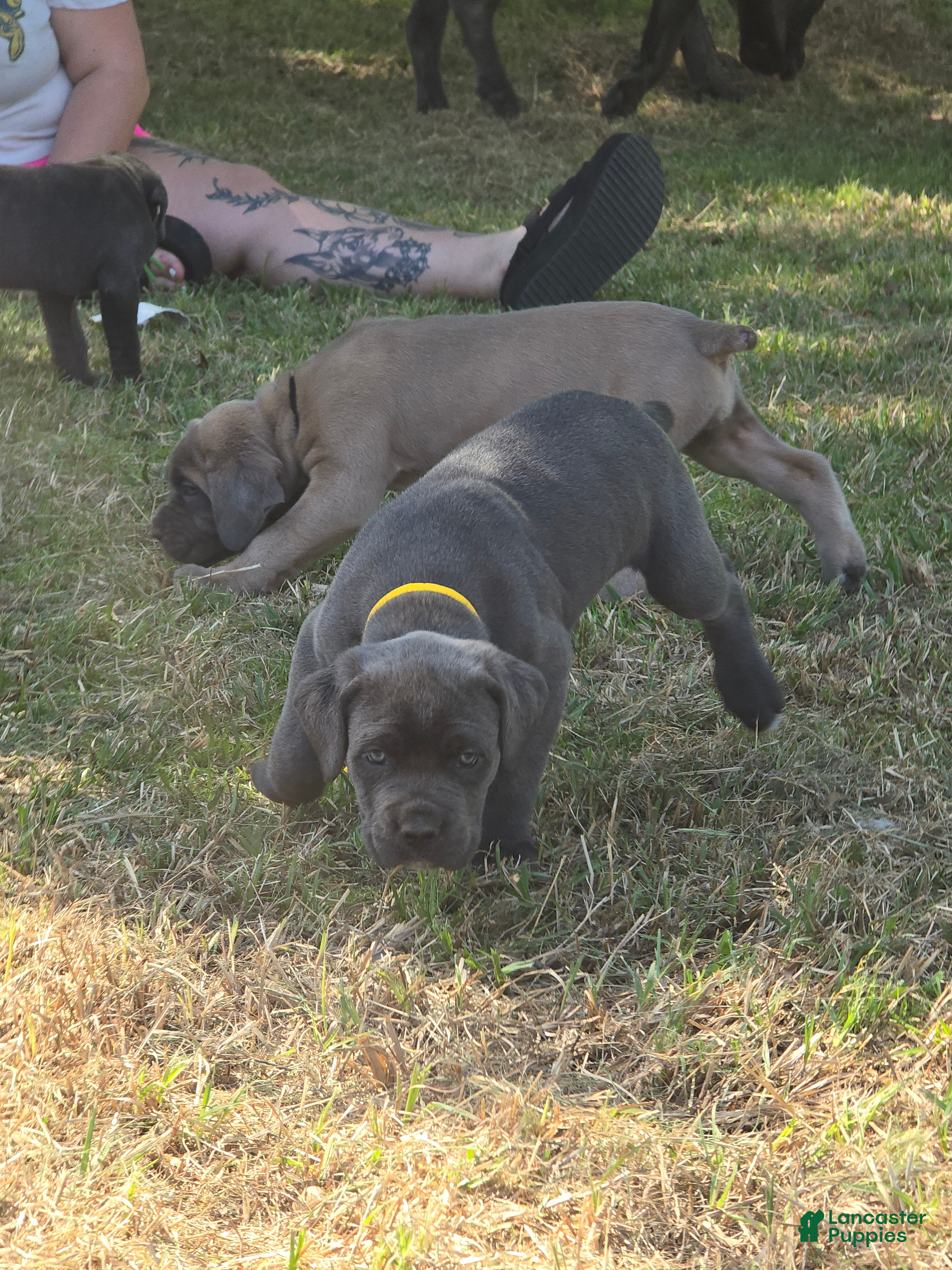 Cane Corso dogs Cane Corso Puppy 1 - Ad 2