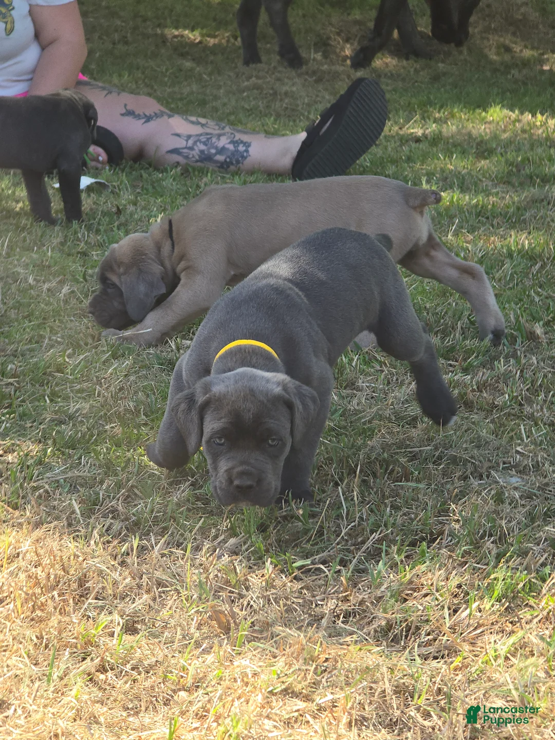 Cane Corso dogs for sale: Cane Corso Puppy 1 - Ad 2