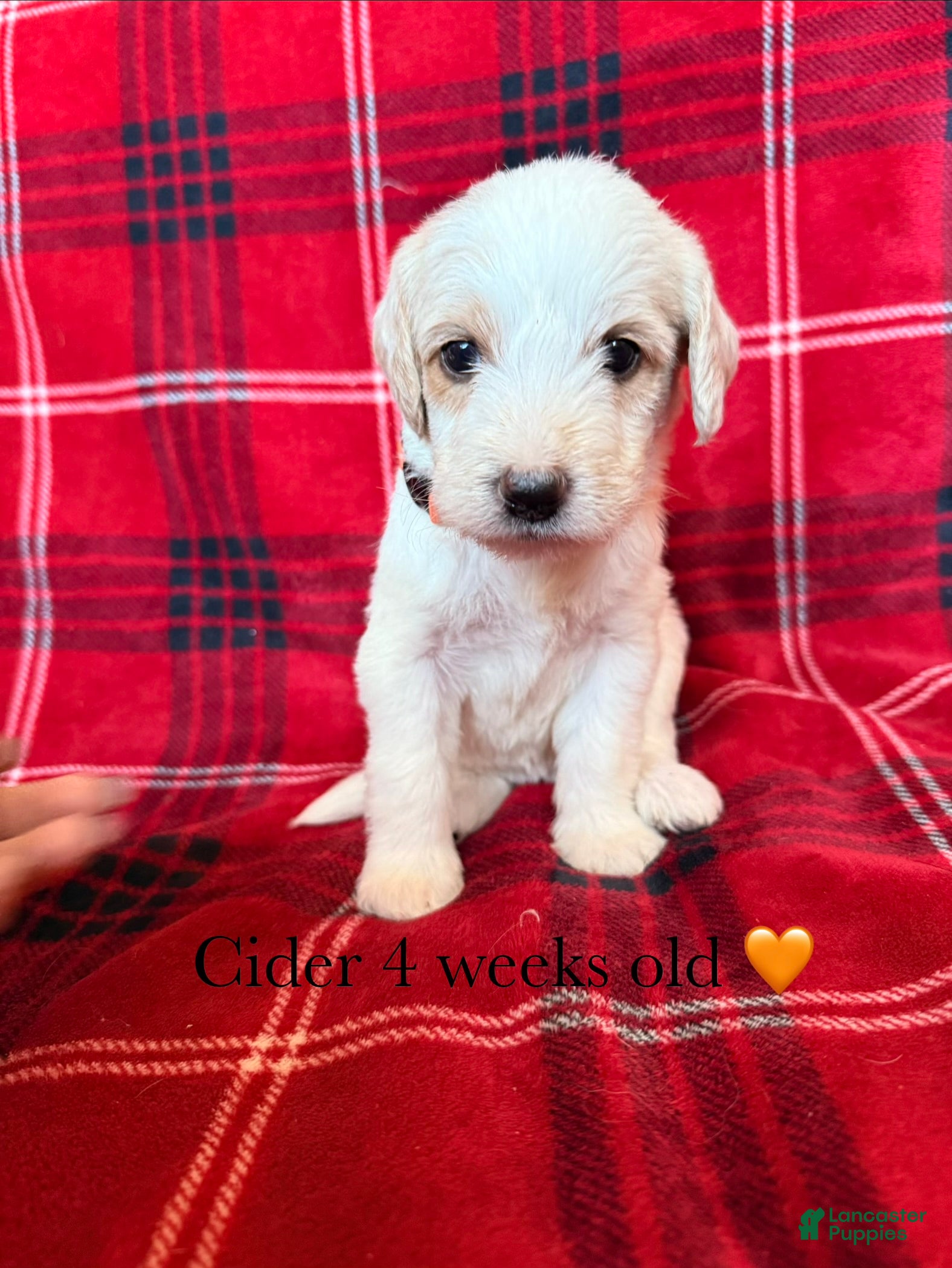 Double Doodle dogs for sale: Cider 🍎 - Ad 23