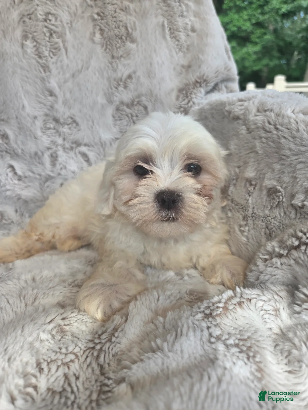 Mixed Breed dogs for sale:  Jen  - Ad 2