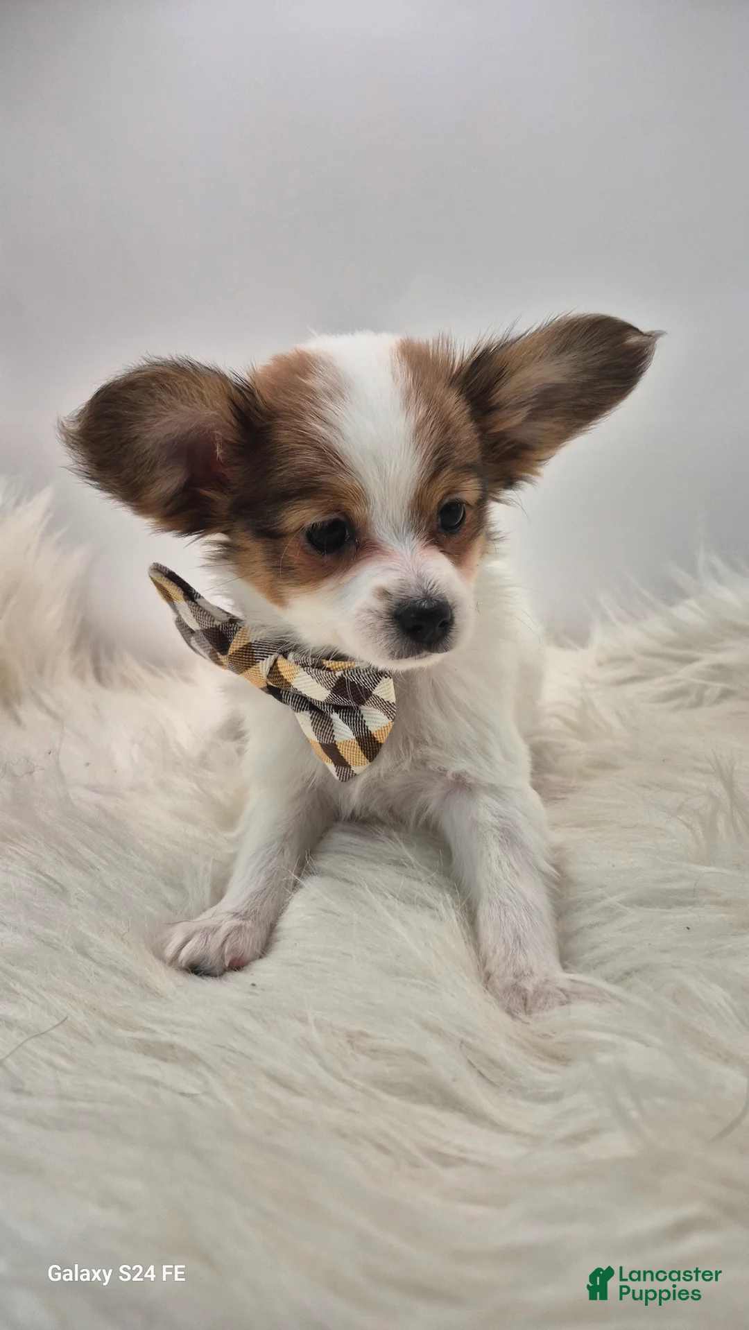 Papillon dogs for sale: Blue boy(Sunny) - Ad 5