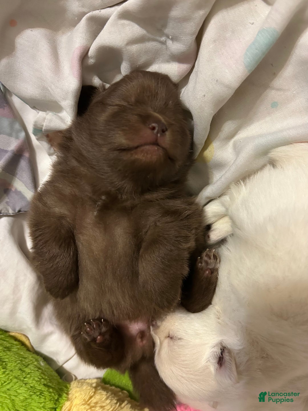 Pomeranian dogs for sale: Pomeranian Puppy 1 - Ad 2