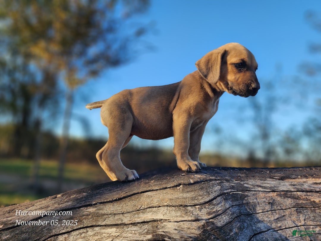 Catahoula Leopard Dog dogs for sale: Tracy II 2025 Female 2 - Ad 3