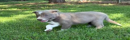 Border Collie dogs for sale: Lilac- short hair - Ad 6