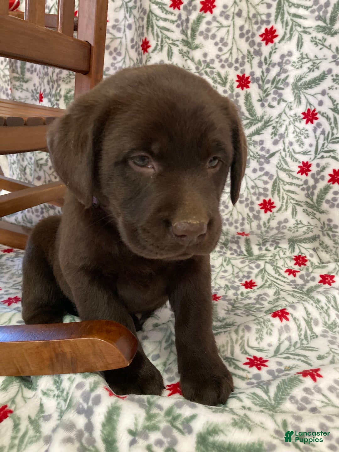 Labrador Retriever dogs for sale: Mia - Ad 2