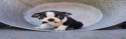 Boston Terrier dogs for sale: Dewey - Ad 3