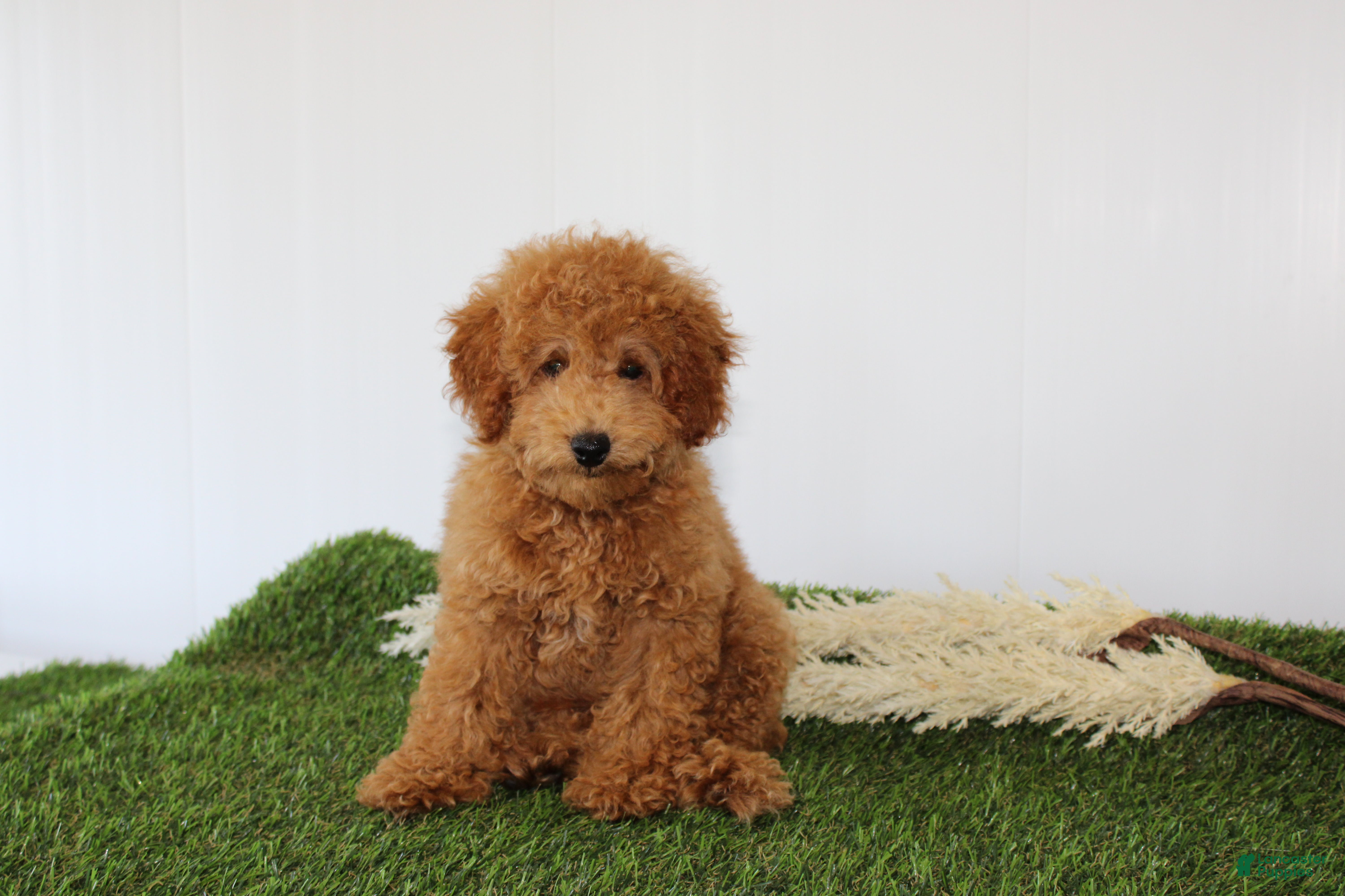 Toy Poodle dogs AKC Conner (tiny) - Ad 1