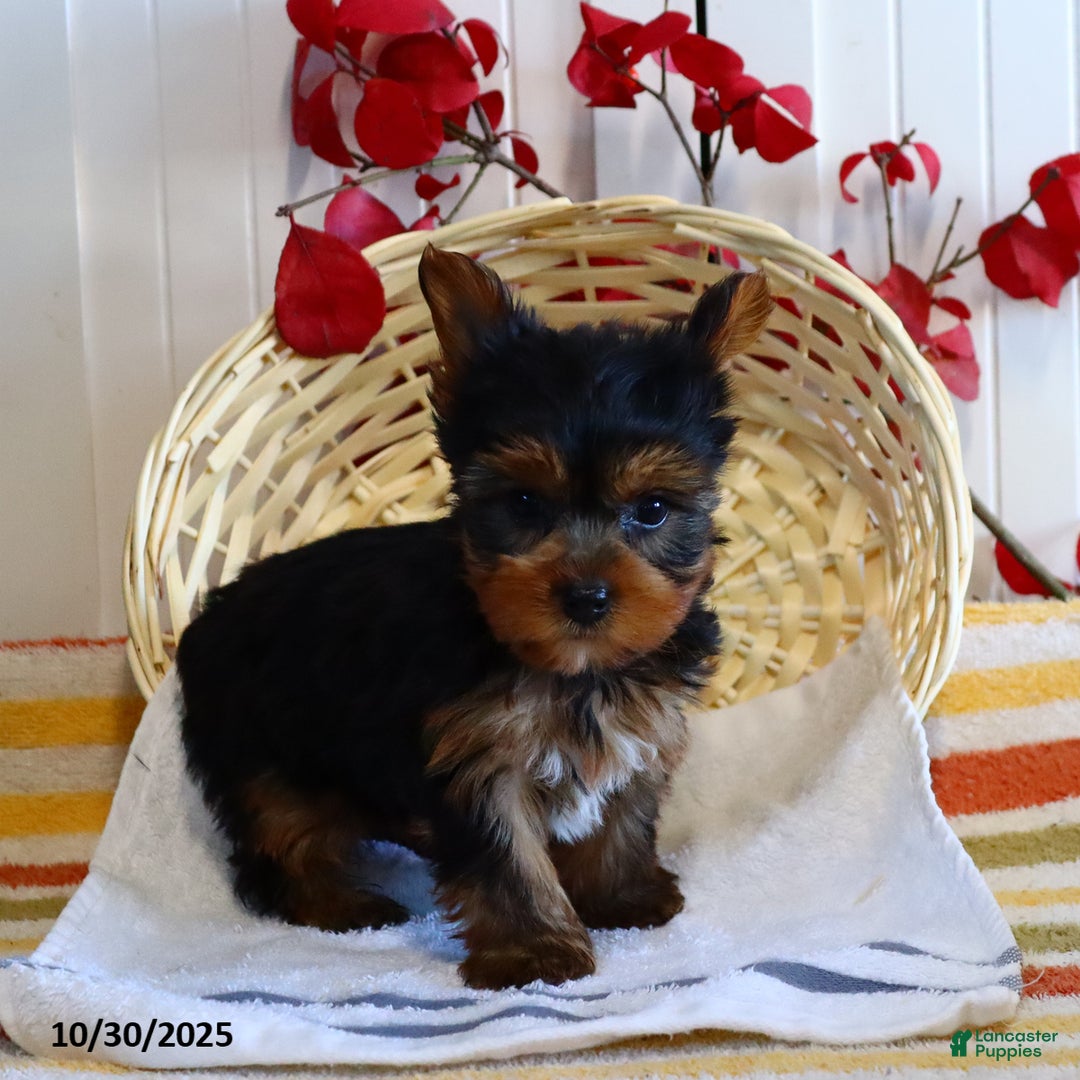 Tiny teacup Yorkshire Terrier Puppies for sale Lancaster Puppies