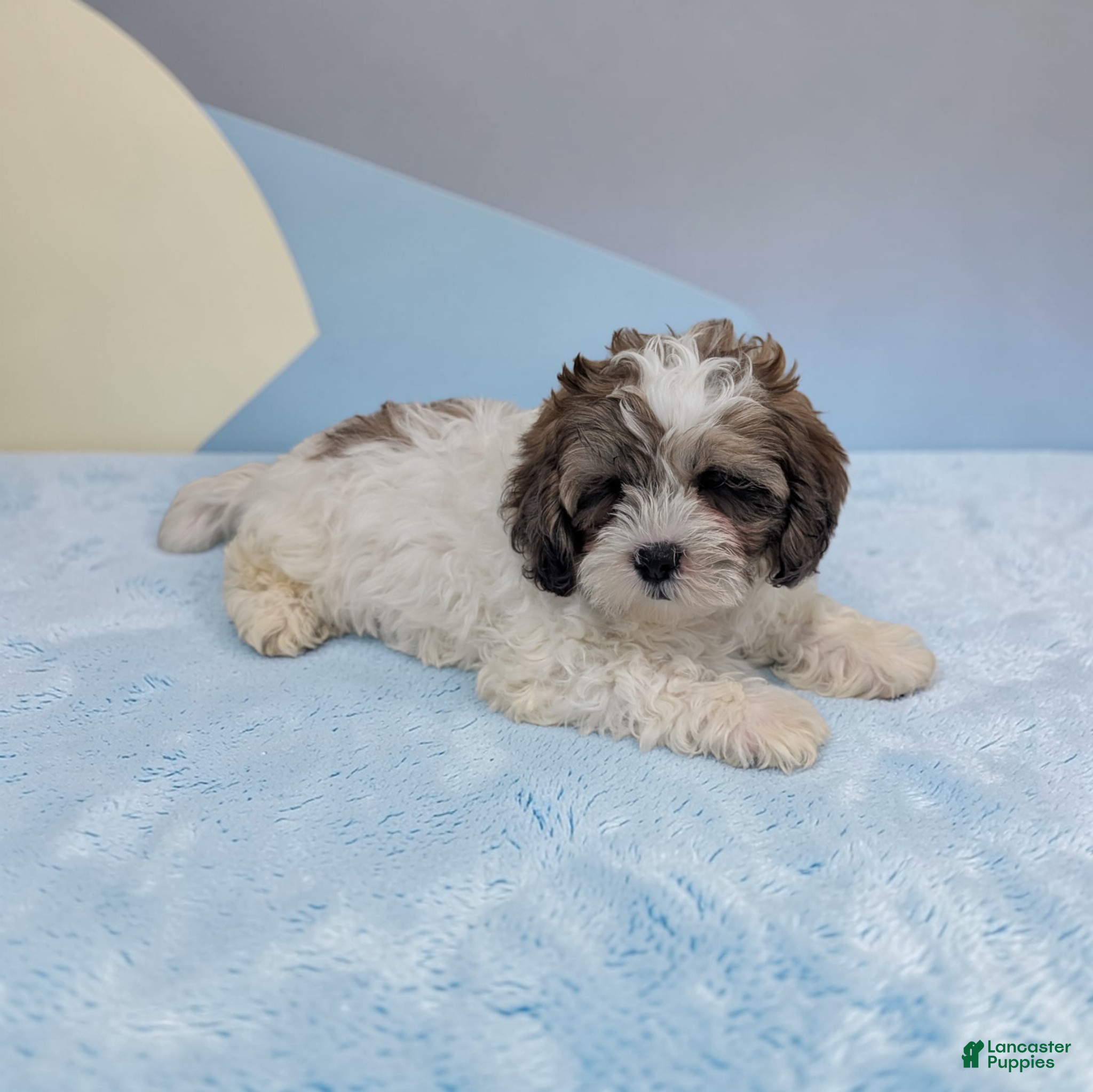 Shihpoo dogs Rascal - Ad 1