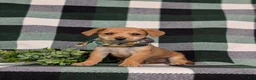 Jackapoo dogs for sale: Scout - Ad 1
