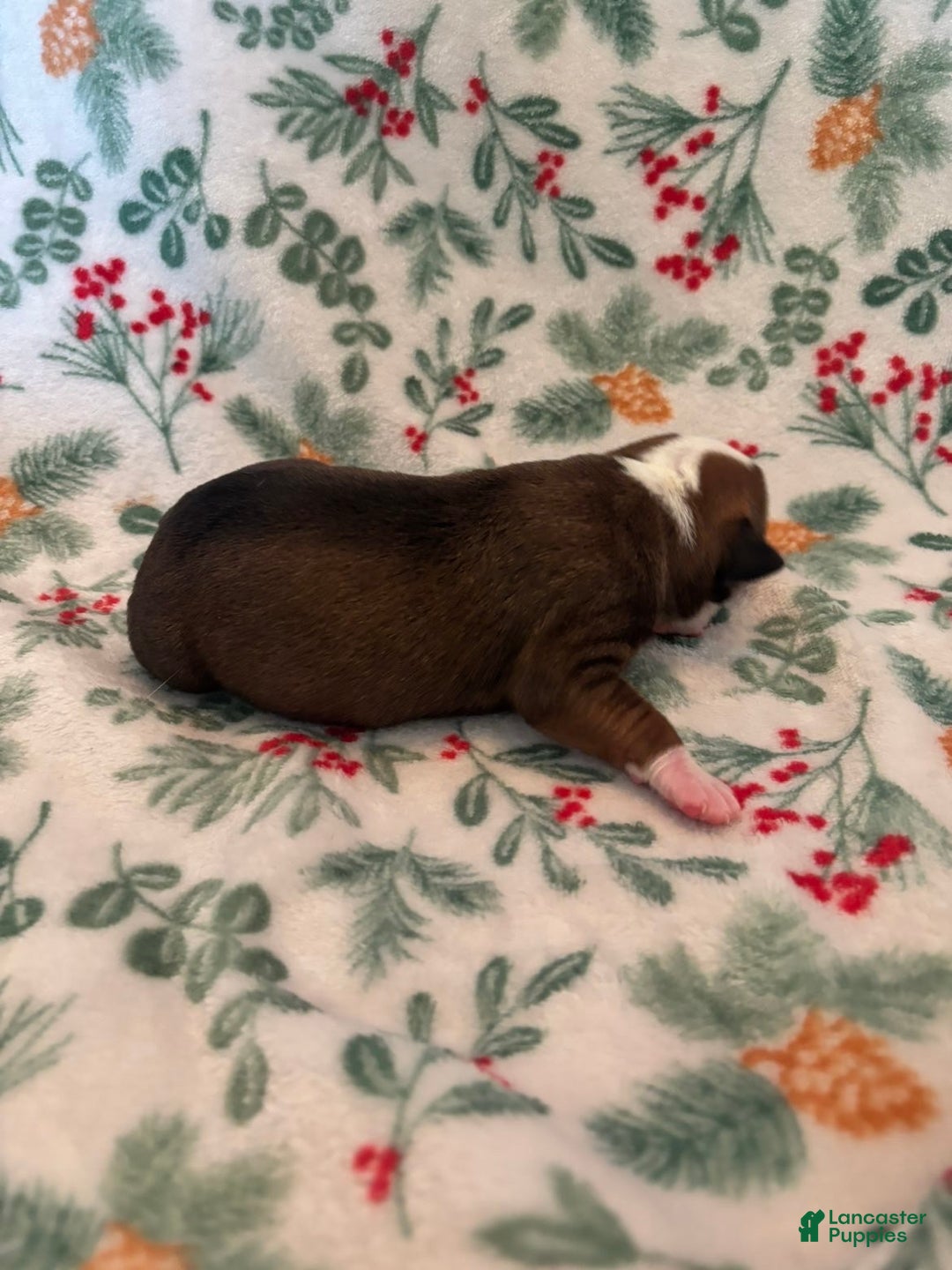 Mixed Breed dogs for sale: Stella - Ad 5