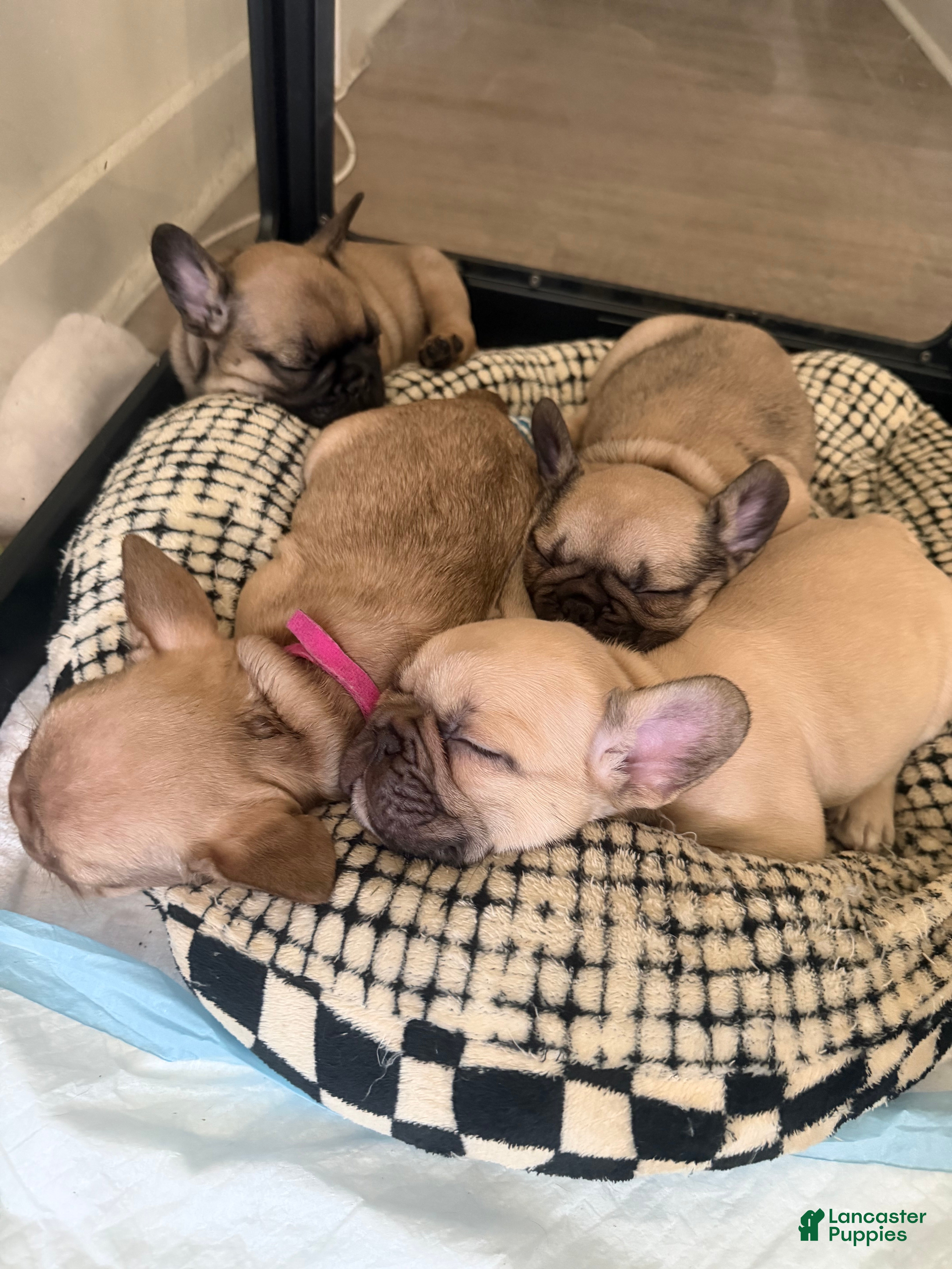 French Bulldog dogs HRLM - Ad 22