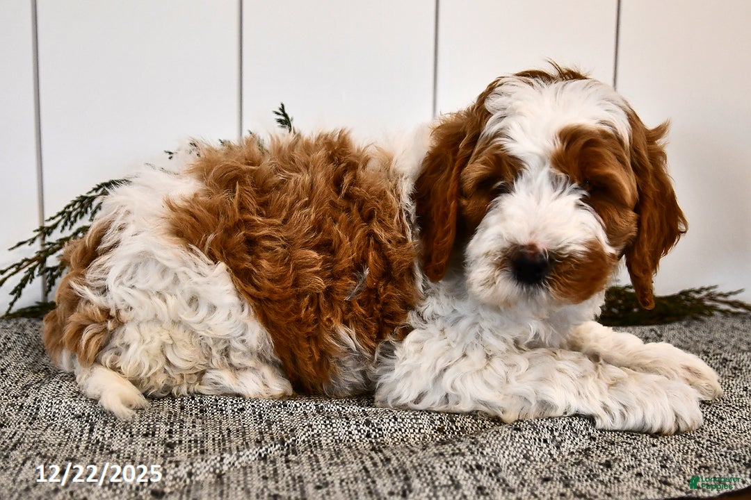 Mini Goldendoodle dogs for sale: Starlight - Ad 5