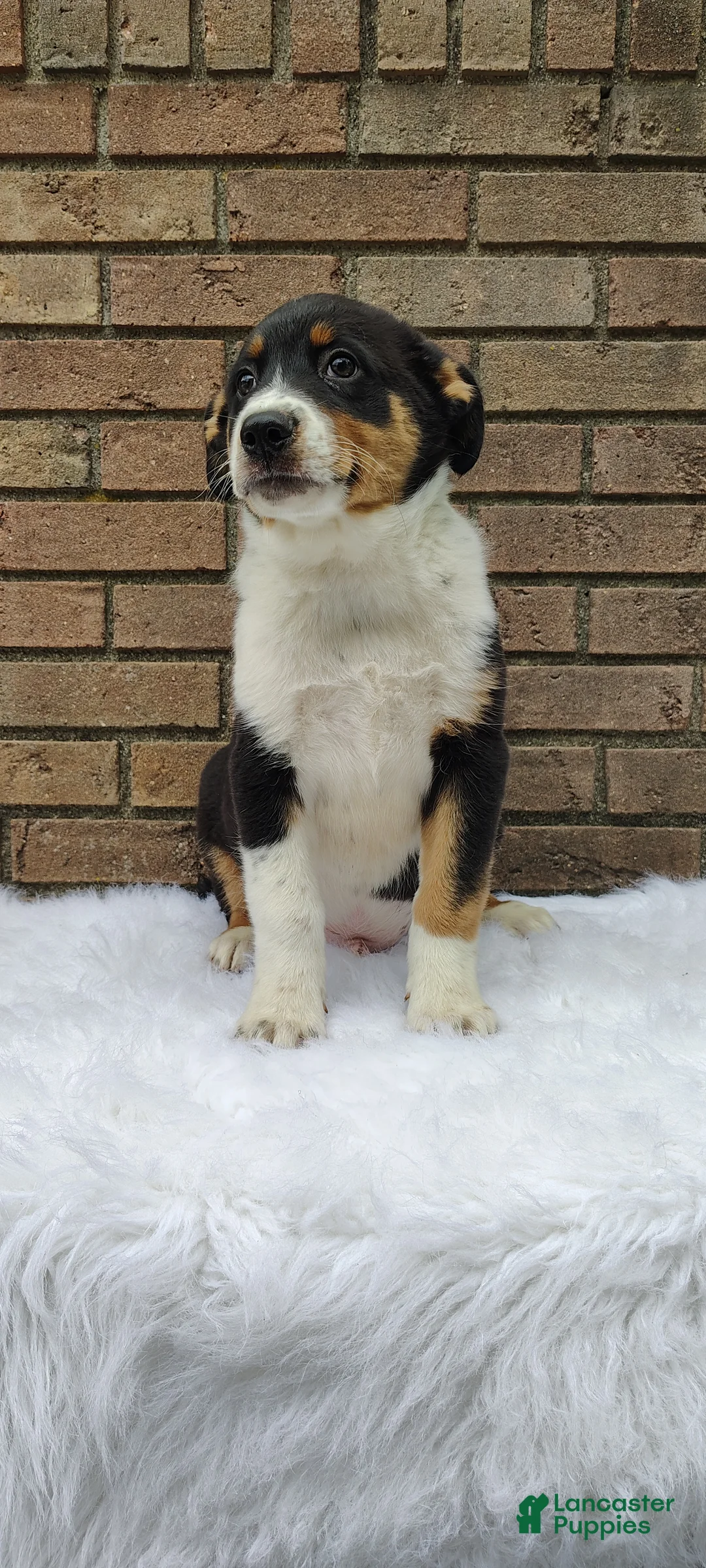 Mixed Breed dogs for sale: Andy - Ad 1