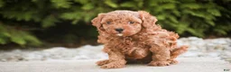 Miniature Poodle dogs for sale: Peyton - Ad 8
