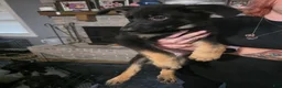 German Shepherd dogs for sale: German Shepherd 2 - Ad 2