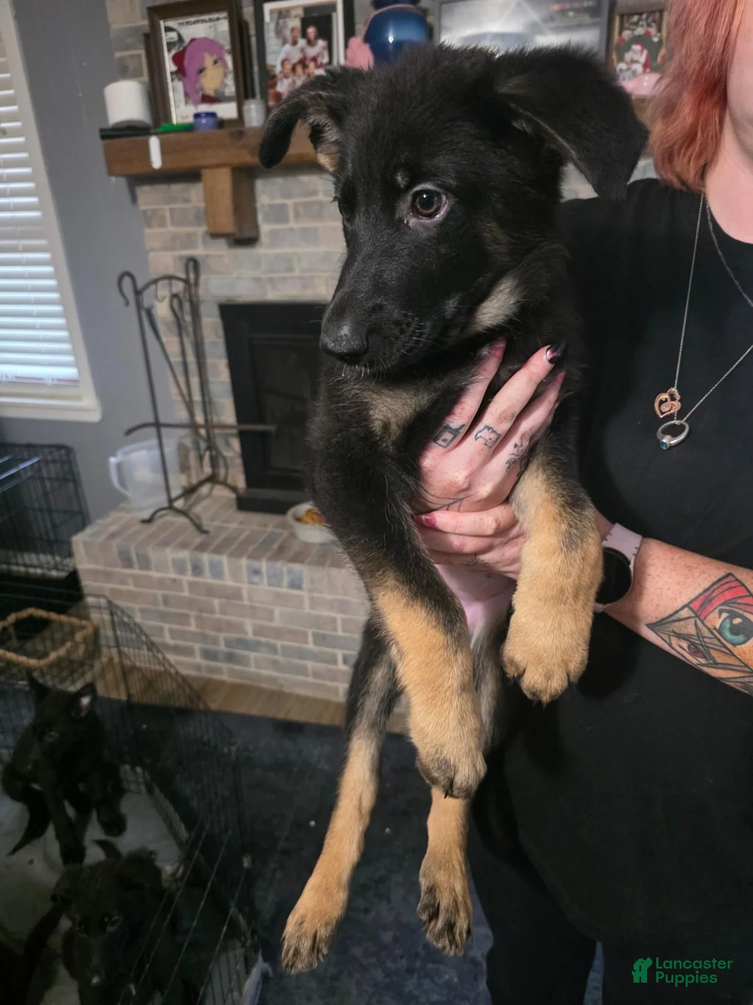 German Shepherd dogs for sale: German Shepherd 2 - Ad 2