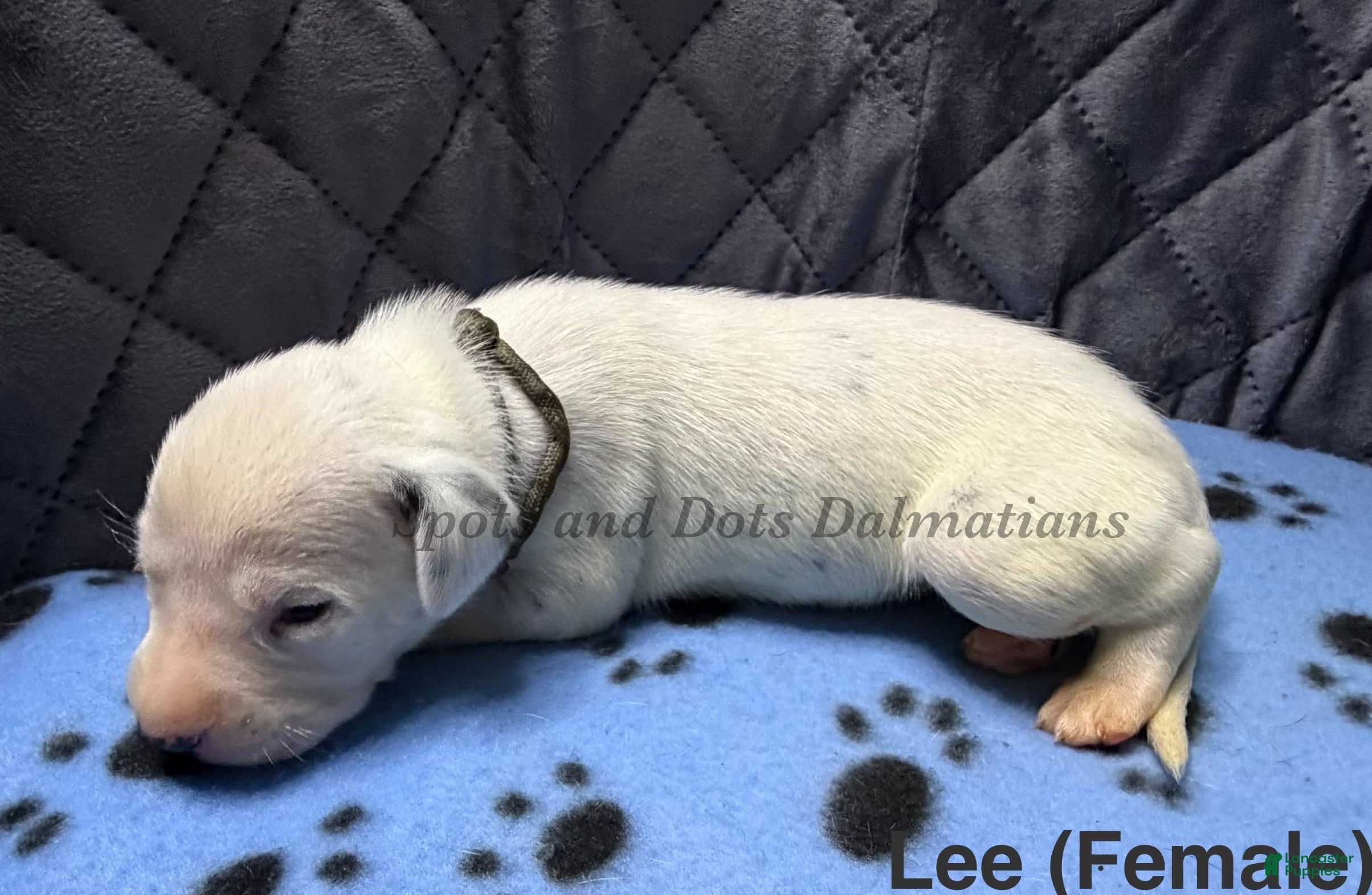 Lee