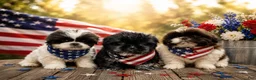 Shih Tzu dogs for sale: Shih Tzu Puppy 1 - Ad 4